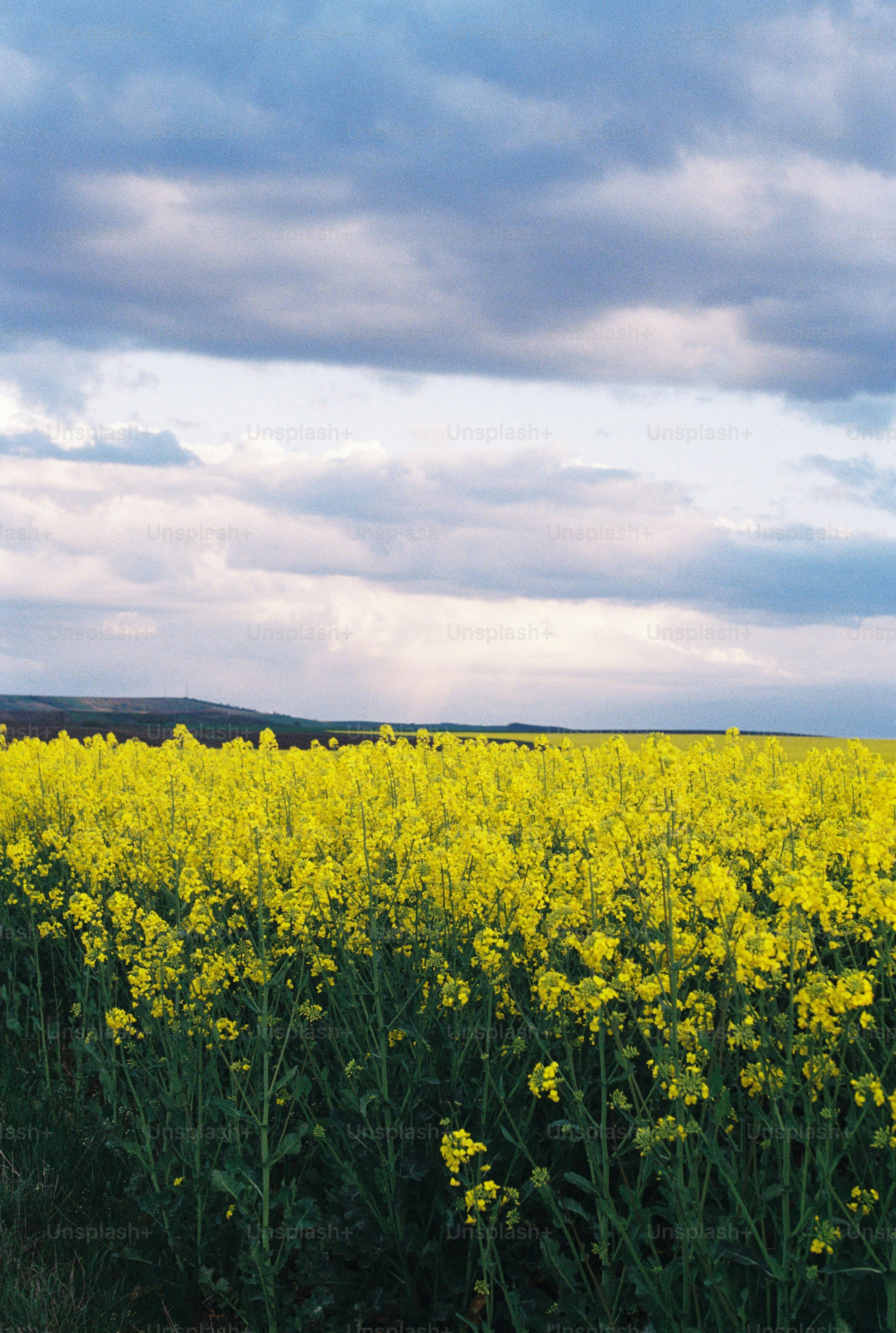 Yellow rapeseed field under a dramatic cloudy sky