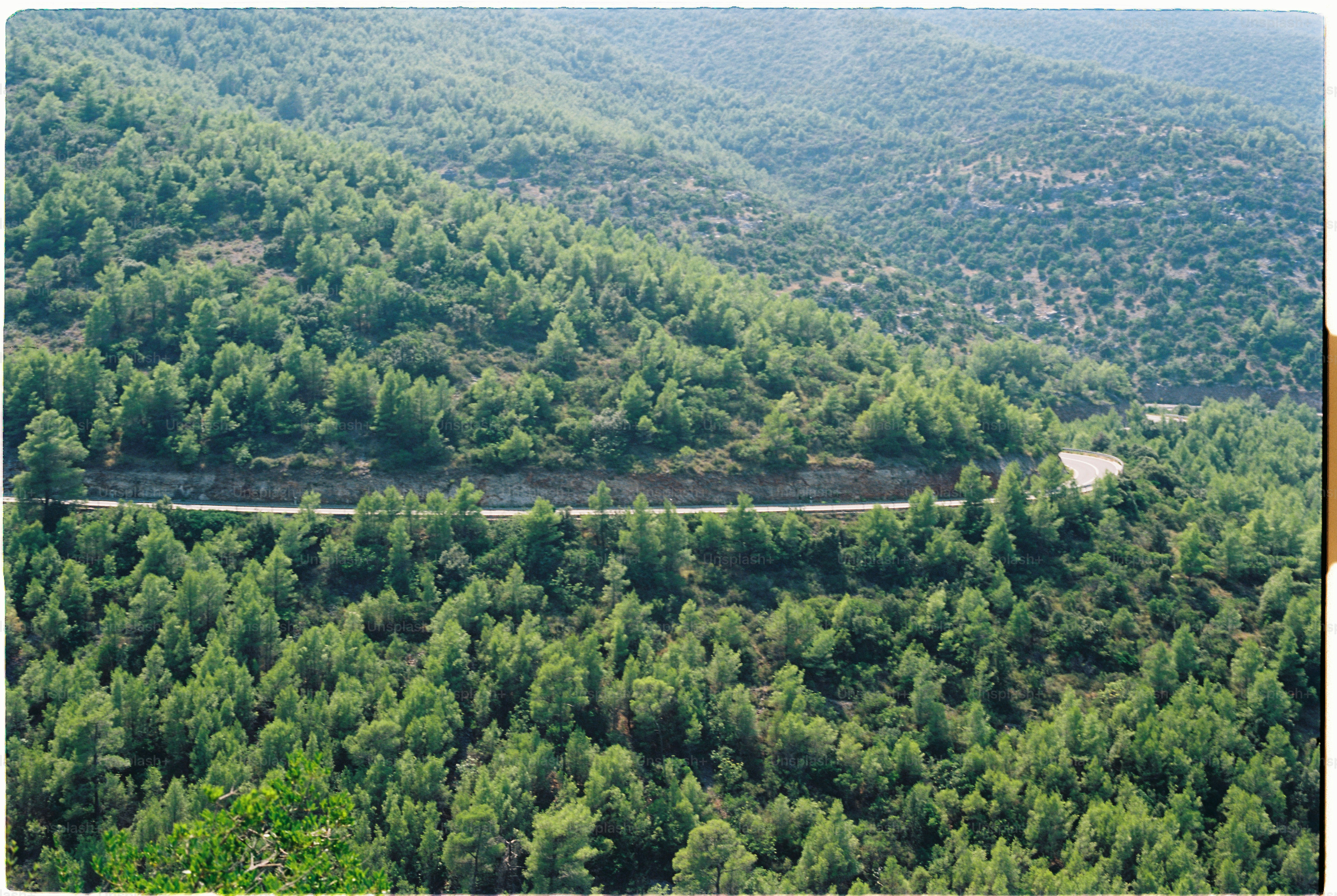 Mountain road winding through a dense pine forest