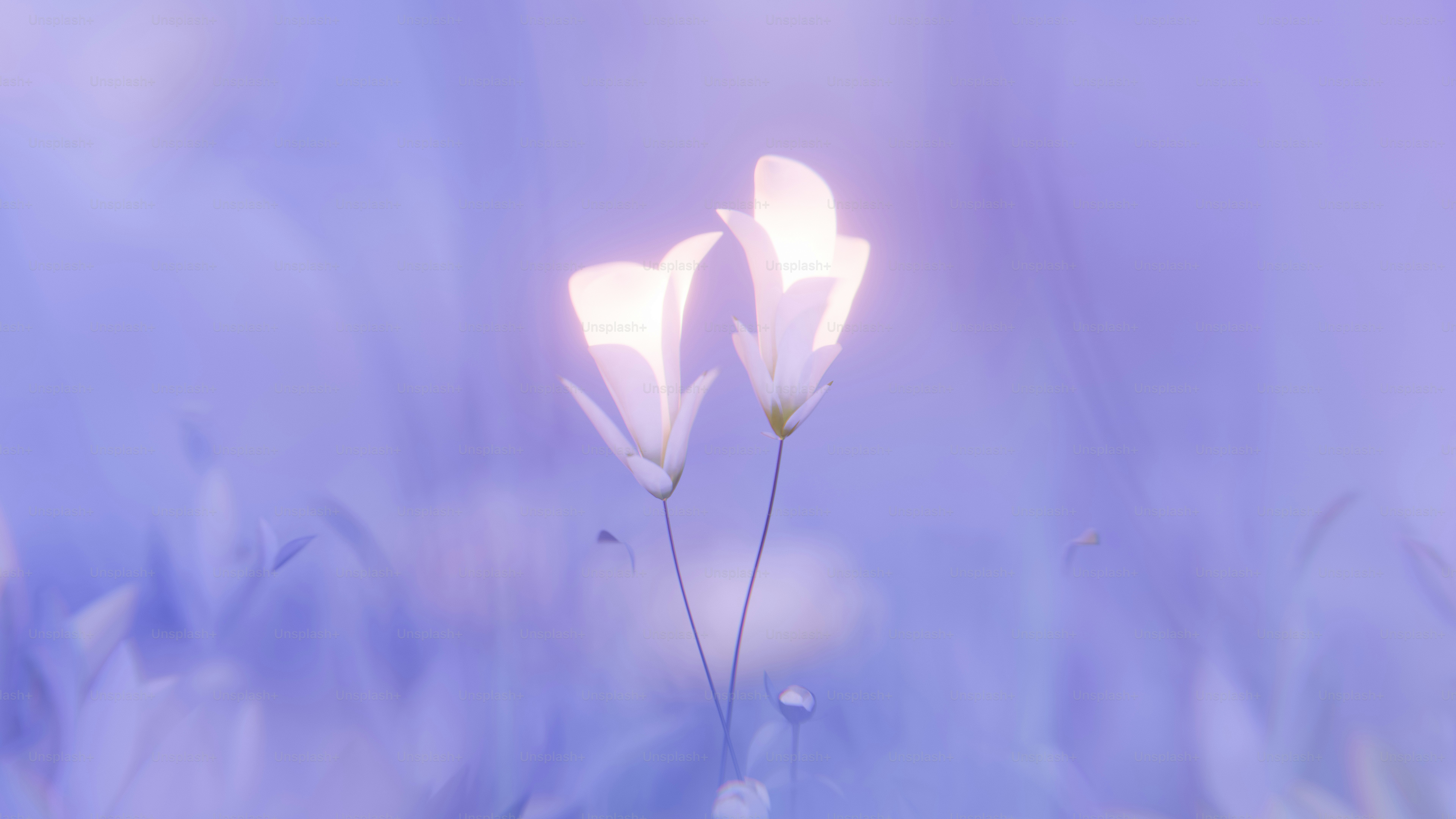Two white flowers glowing against a soft purple background