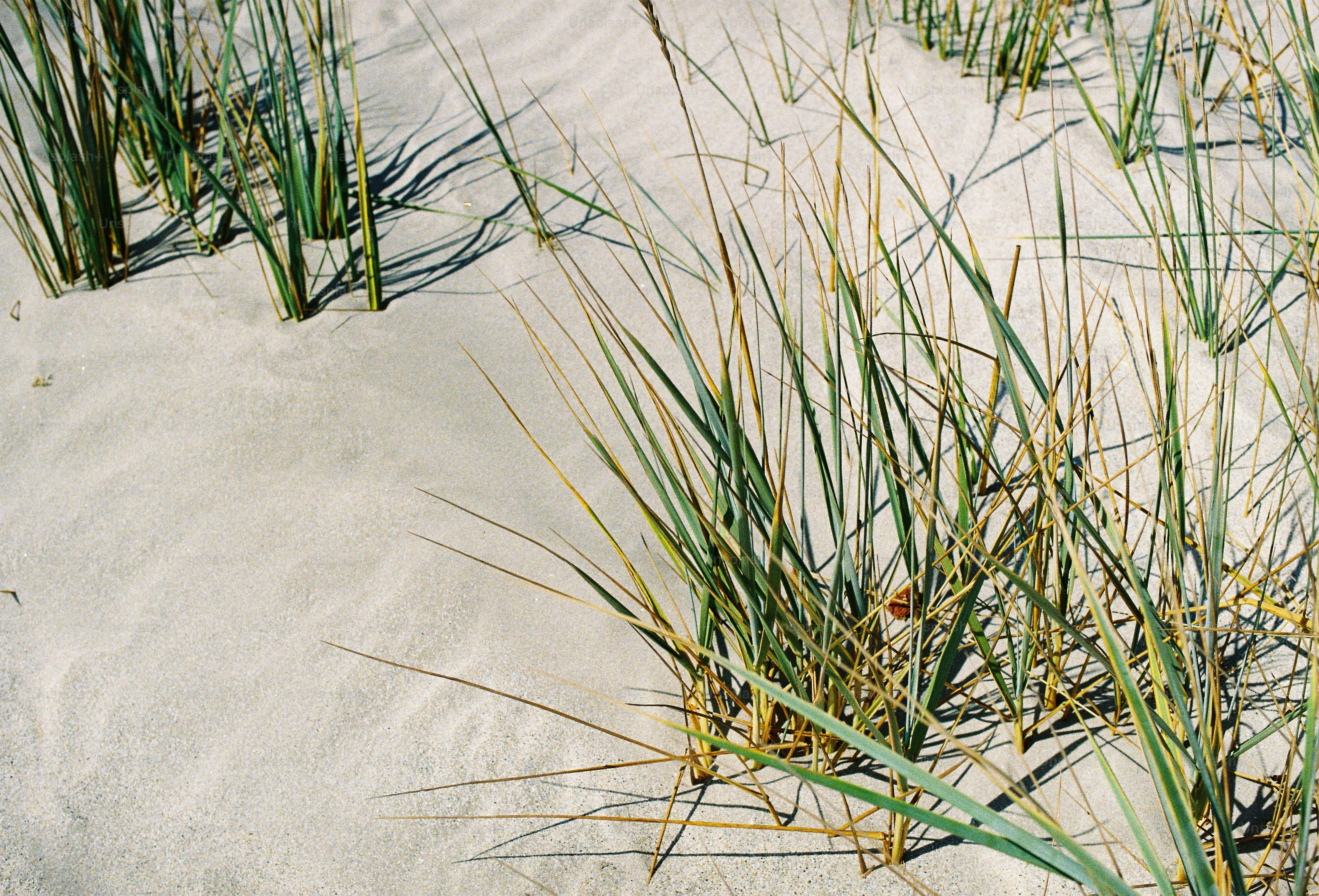 Herbe des dunes poussant dans le sable blanc
