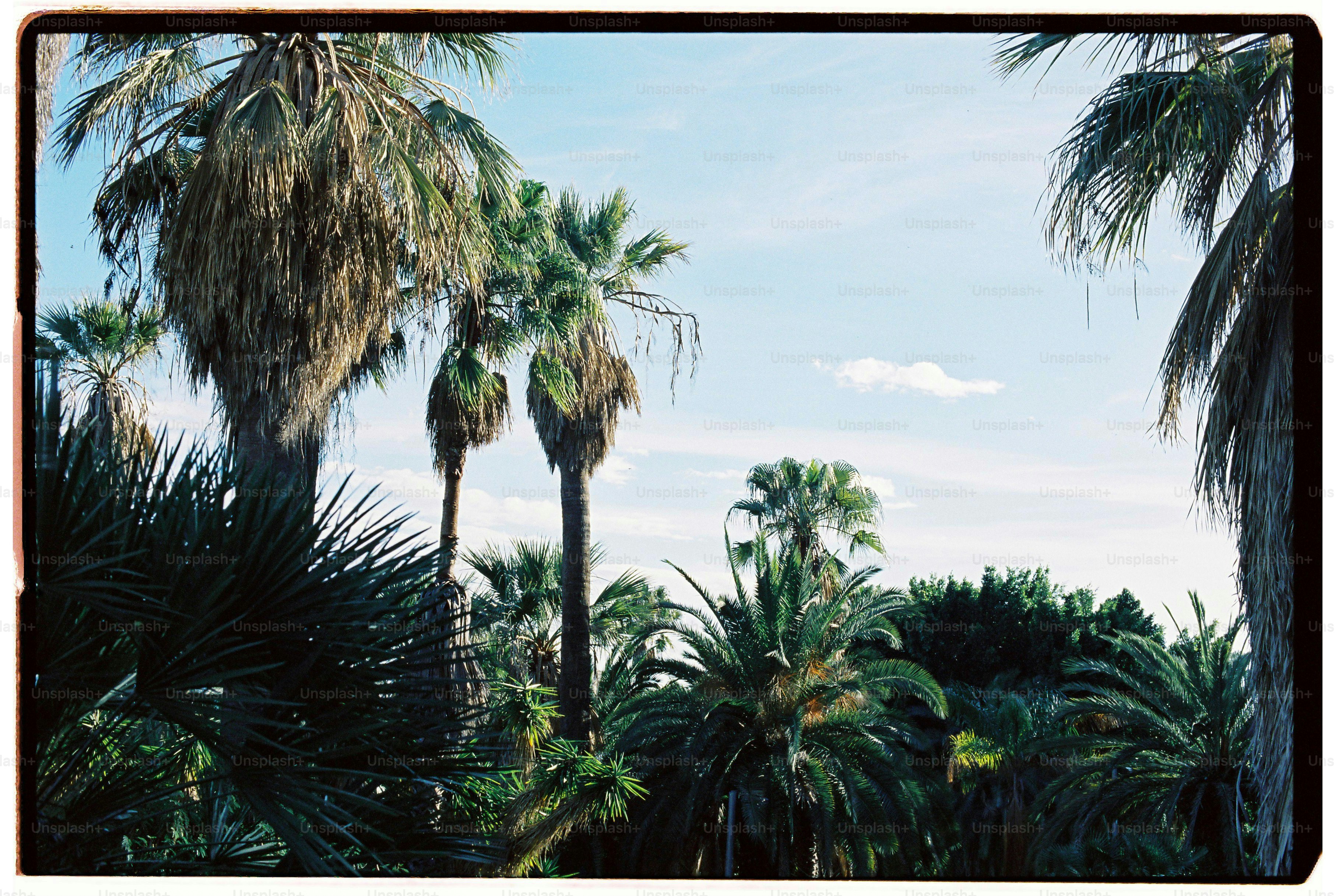 Tall palm trees against a clear blue sky on a sunny day.