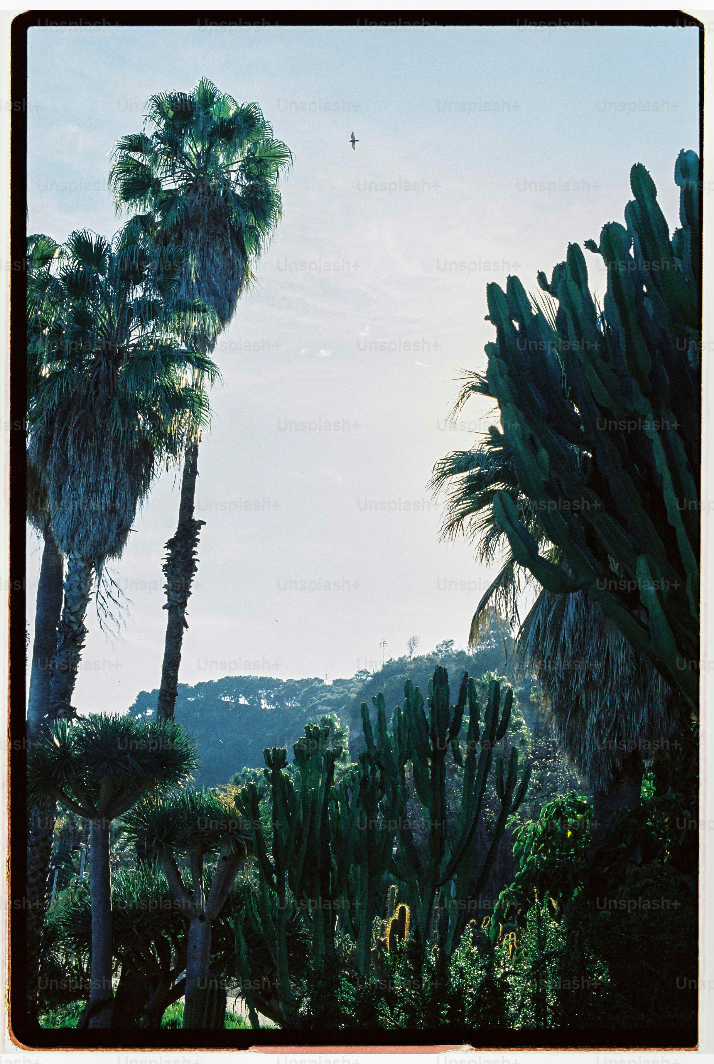 Tall palm trees and cacti against a bright sky with a distant hillside