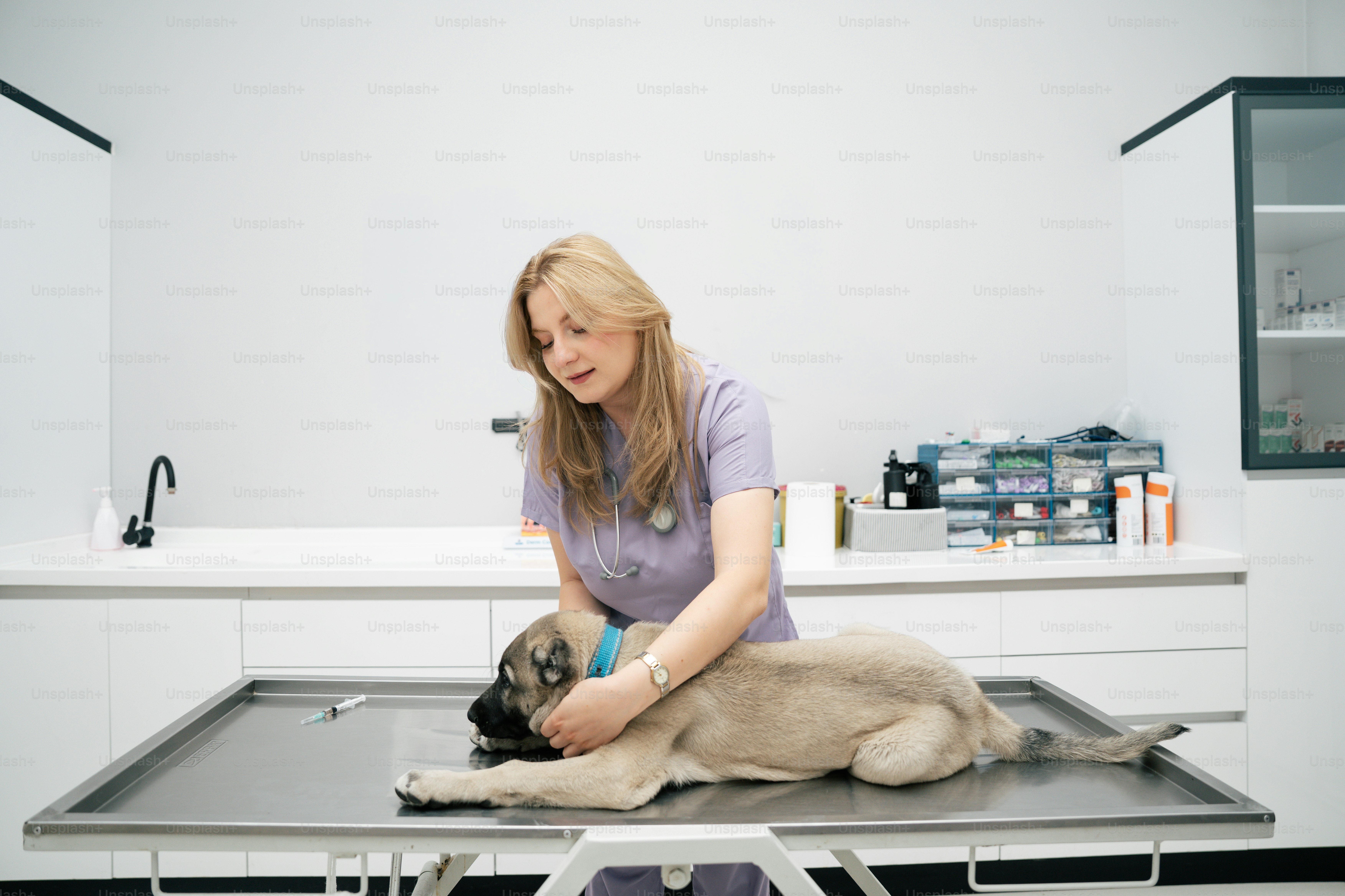 Veterinarian examining a puppy on an examination table