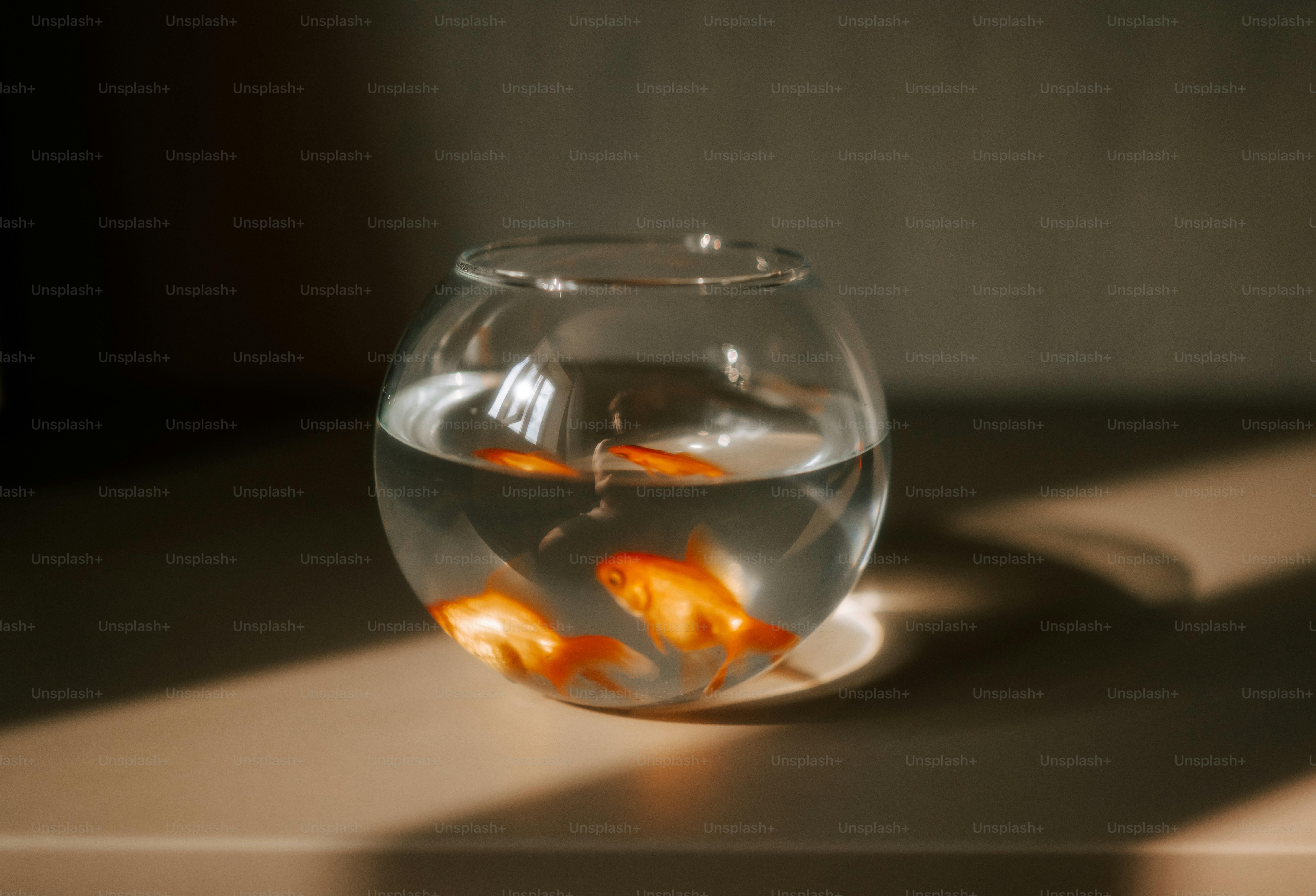 Two goldfish in a sunlit glass fishbowl
