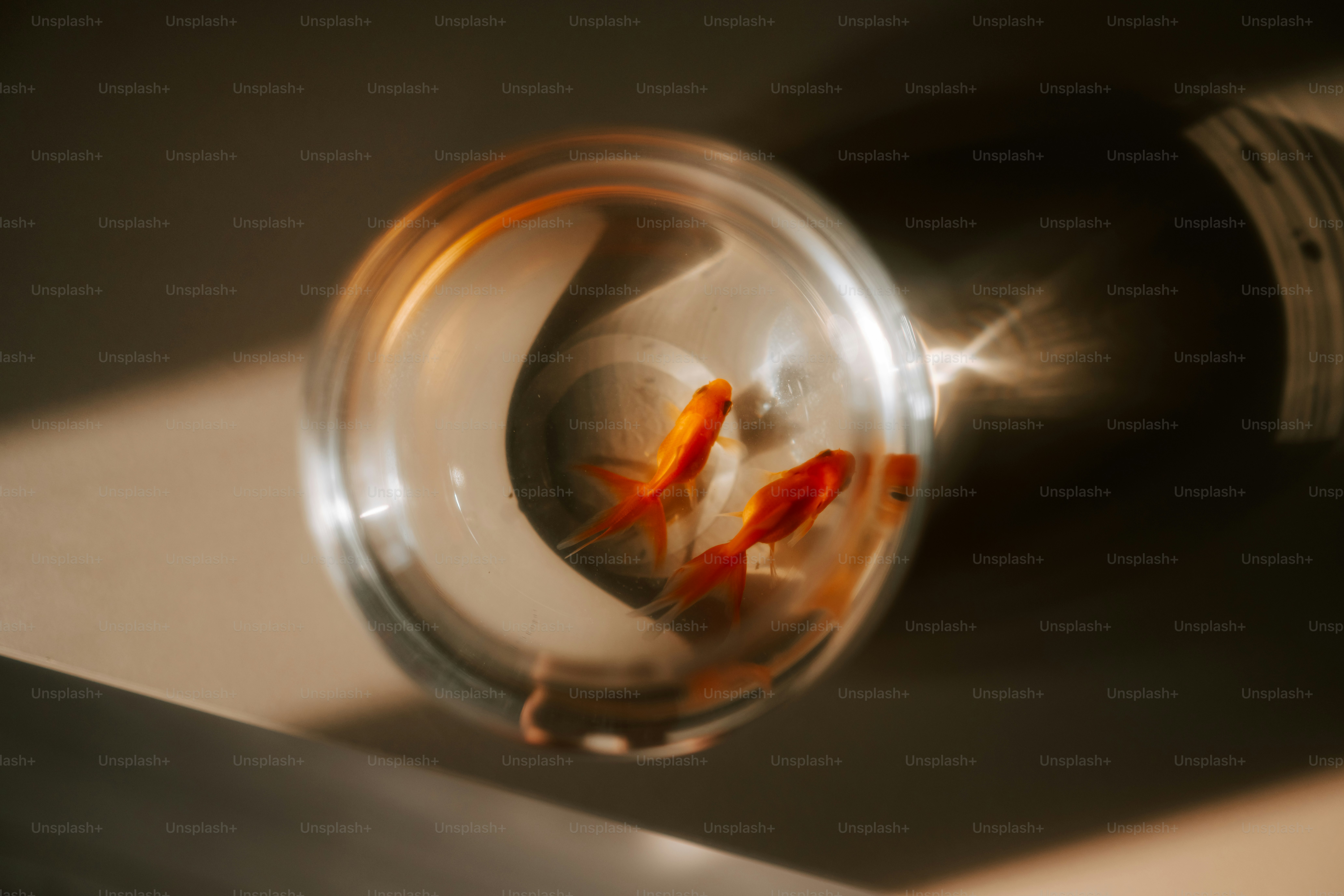 Two goldfish in a round glass bowl