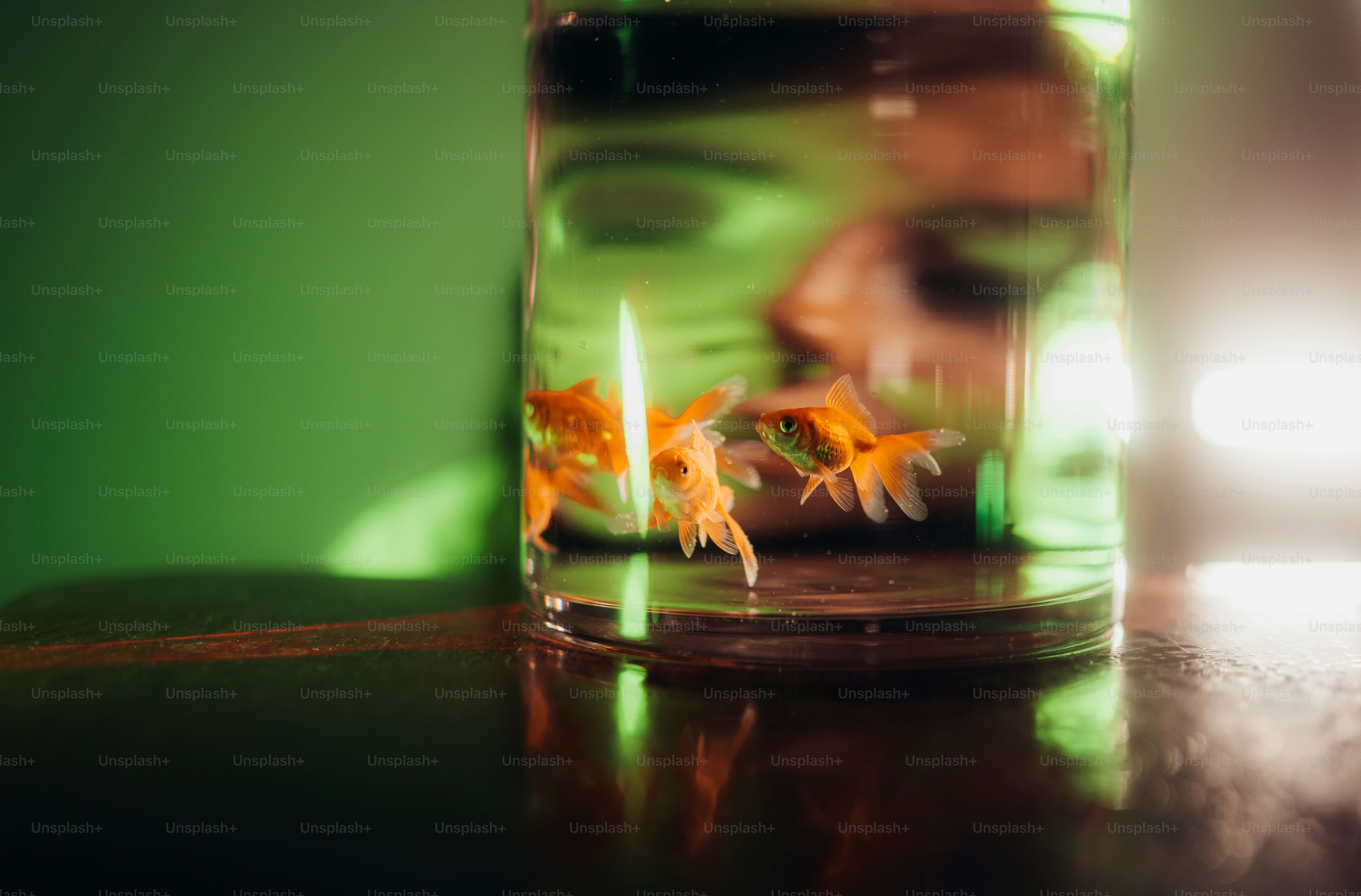 Three goldfish swimming in a glass bowl on a dark surface with green lighting