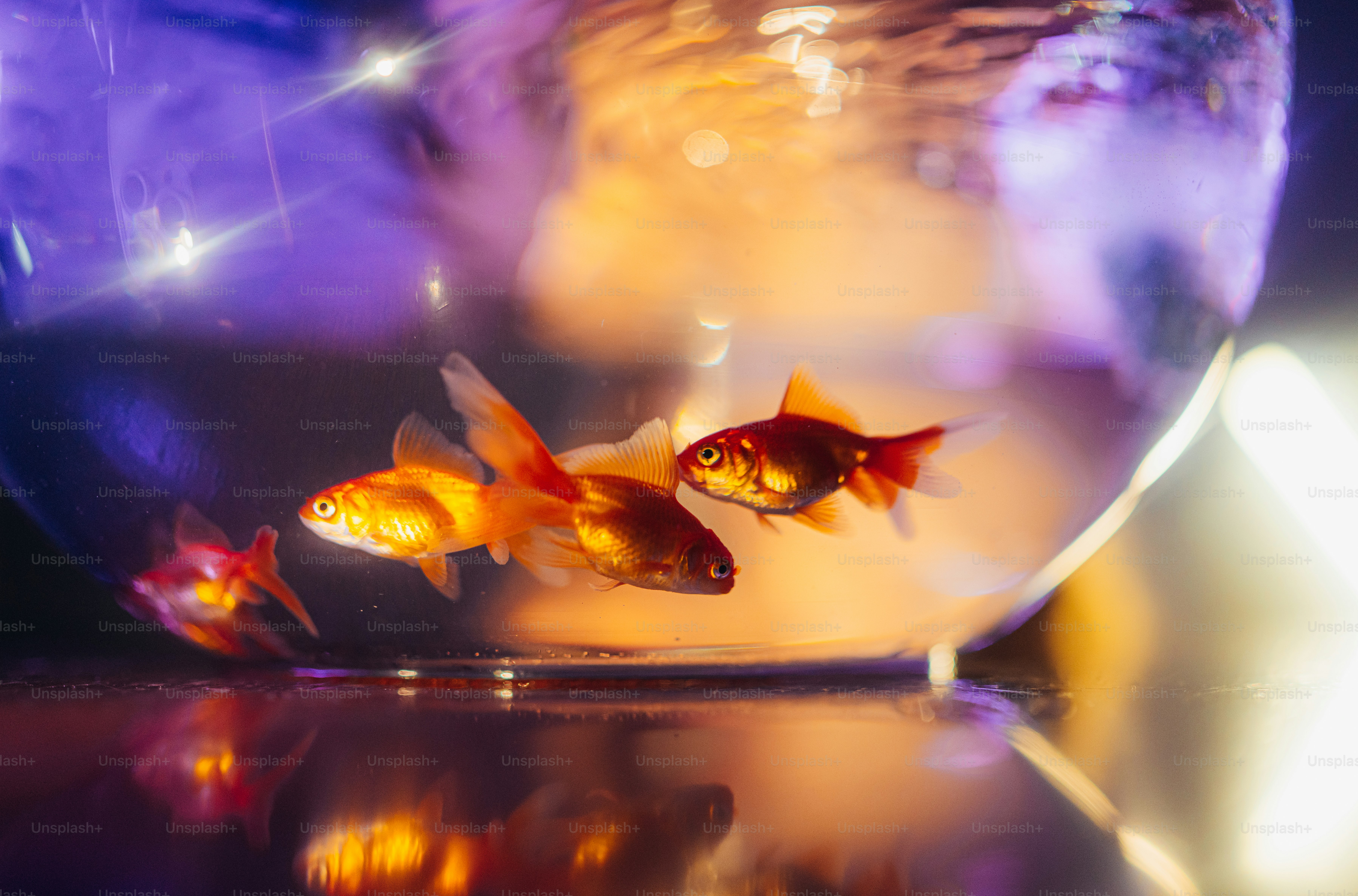 Three goldfish swimming in a glass bowl with purple and orange ambient light