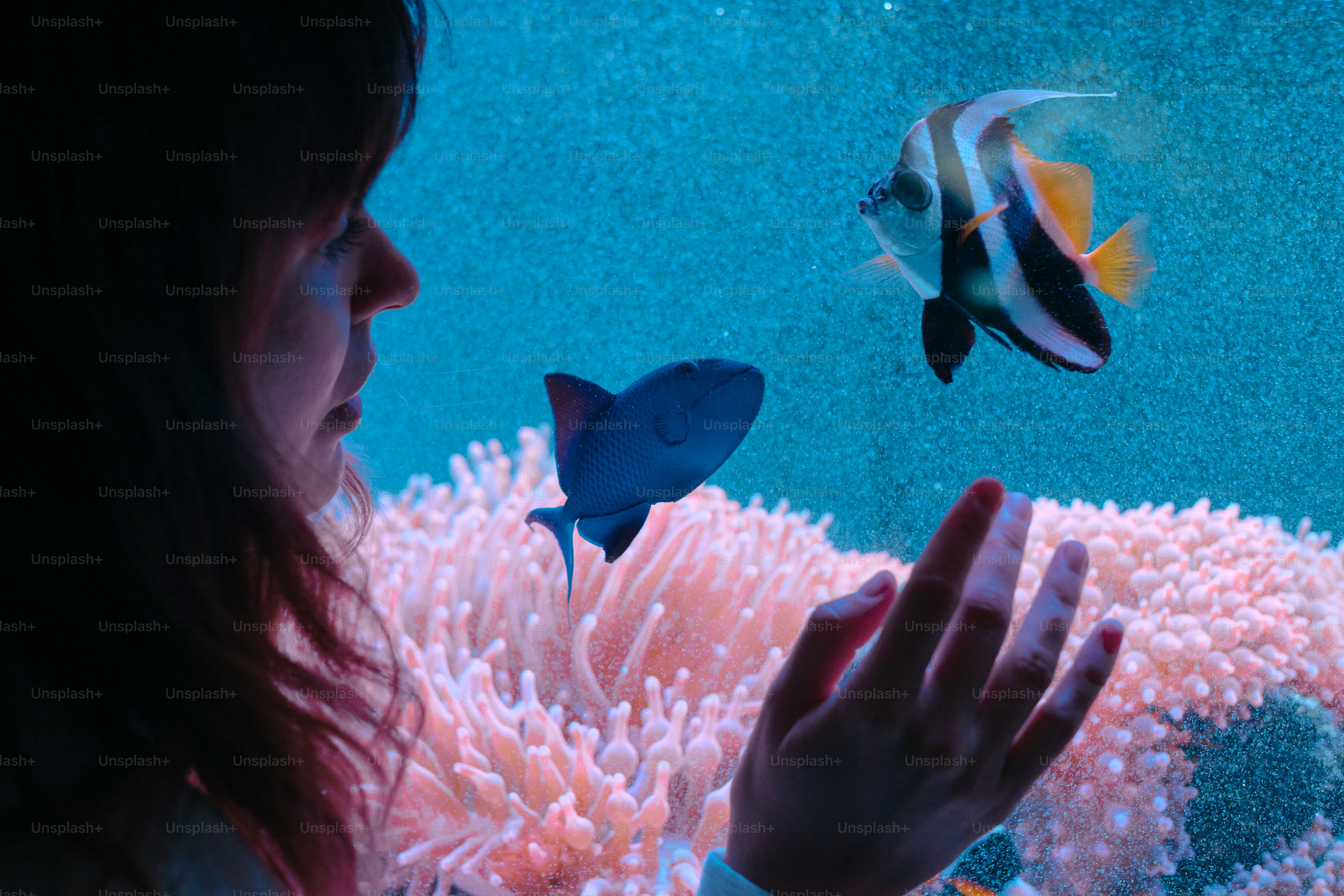 A woman looking at fish in a blue aquarium with pink coral