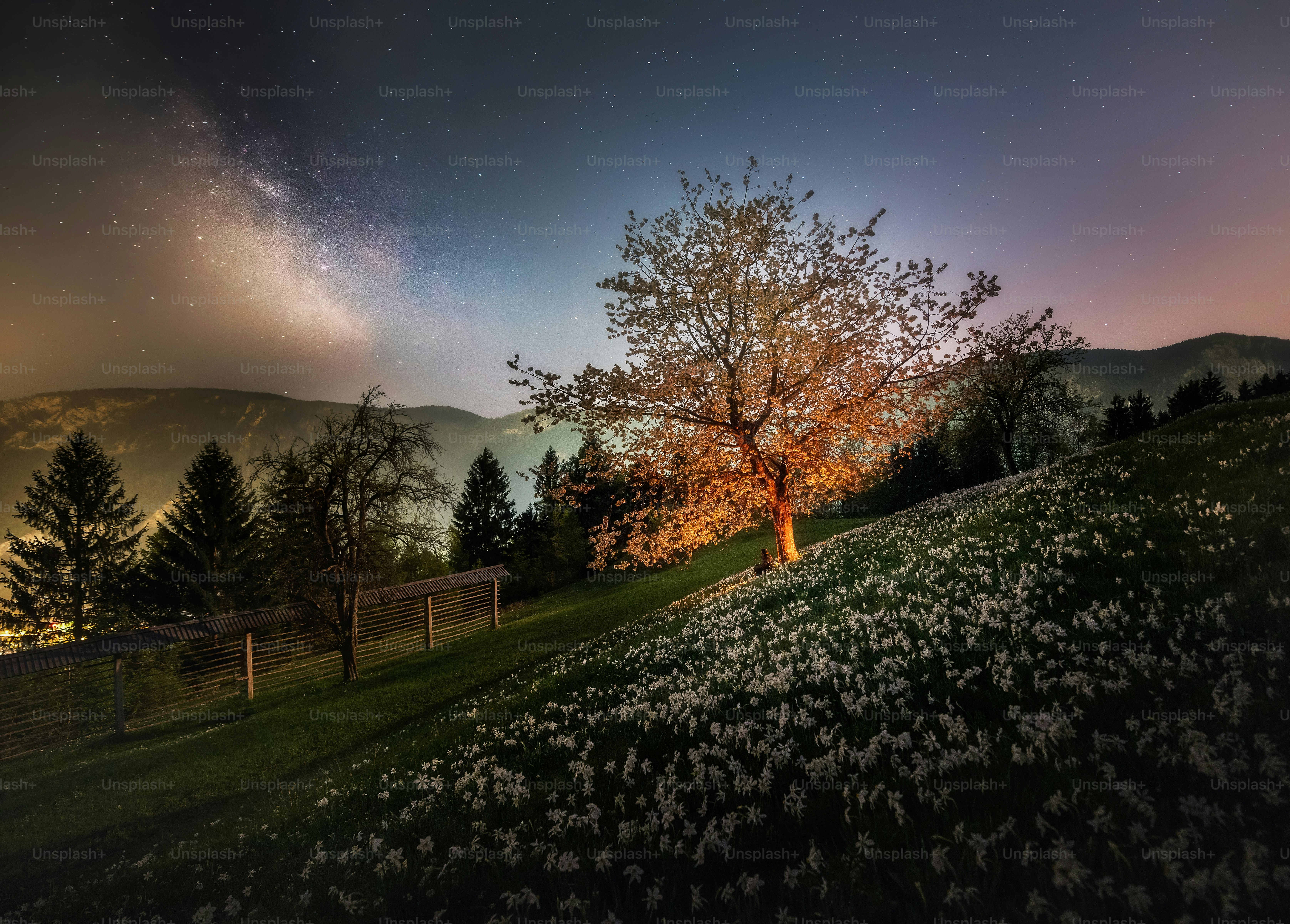 A blooming tree illuminated at night on a hillside covered in white flowers