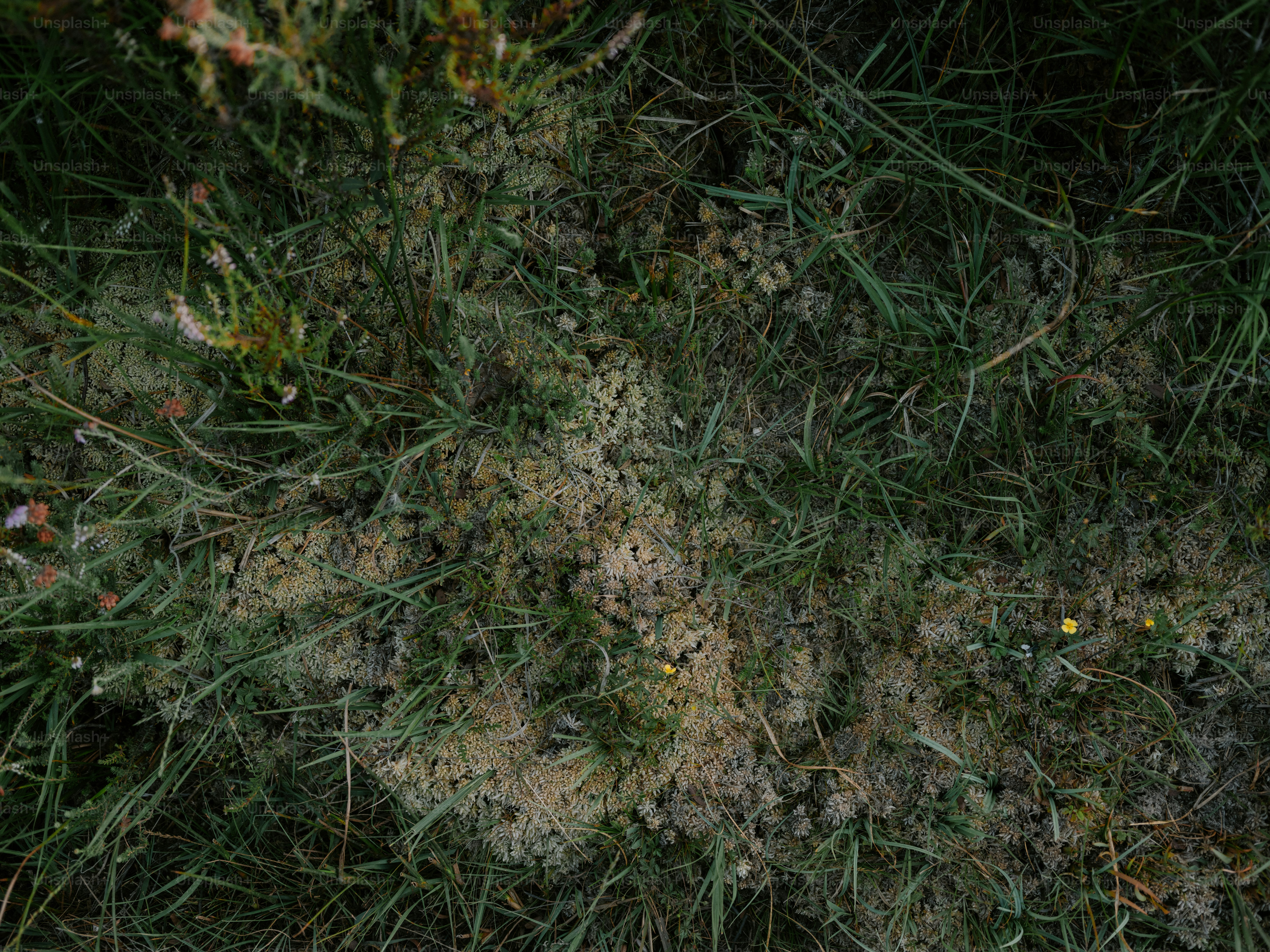 Green grass and light grey lichen growing on the ground
