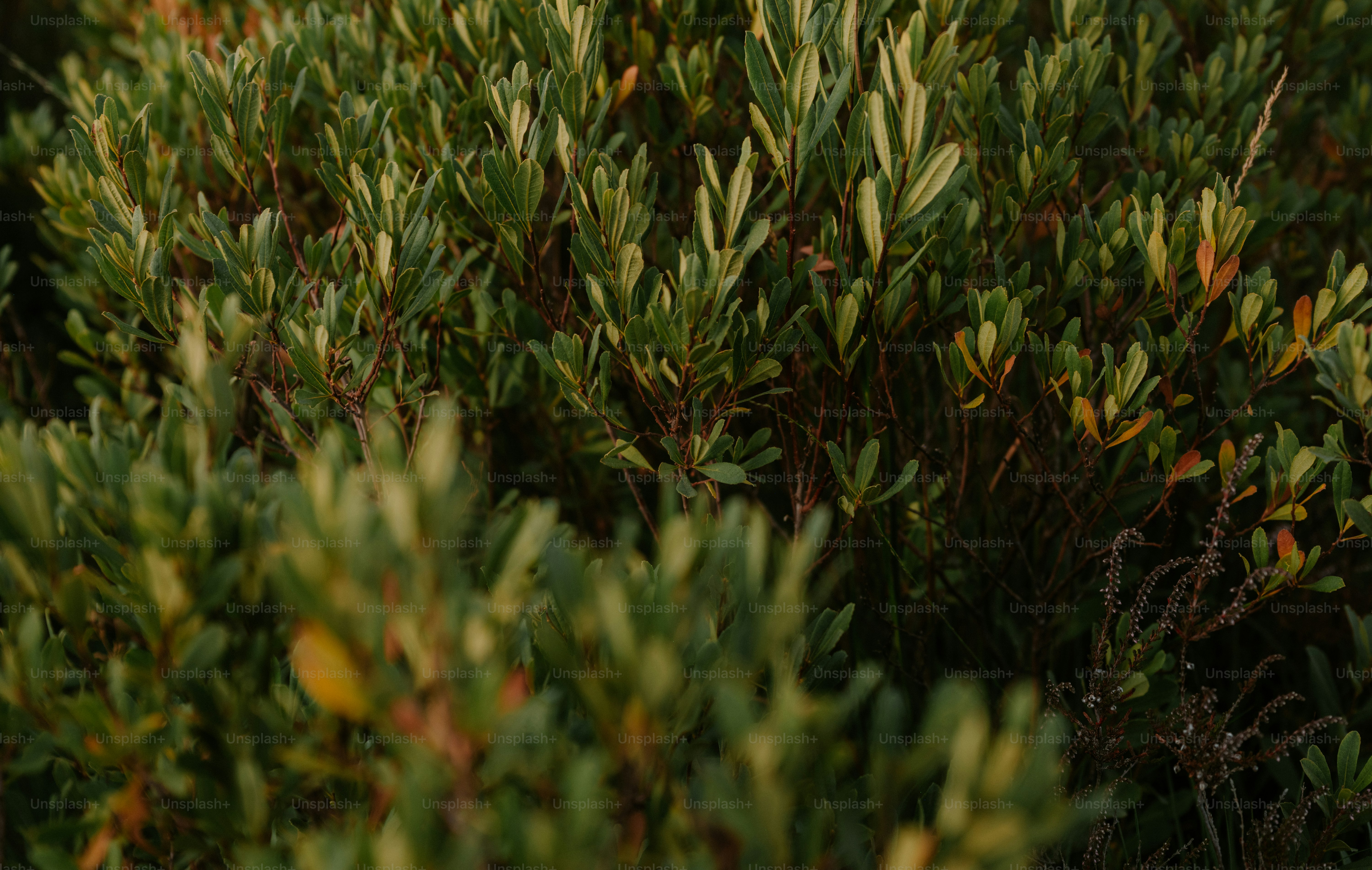 Dense green shrubbery with small oval leaves and hints of autumn color.