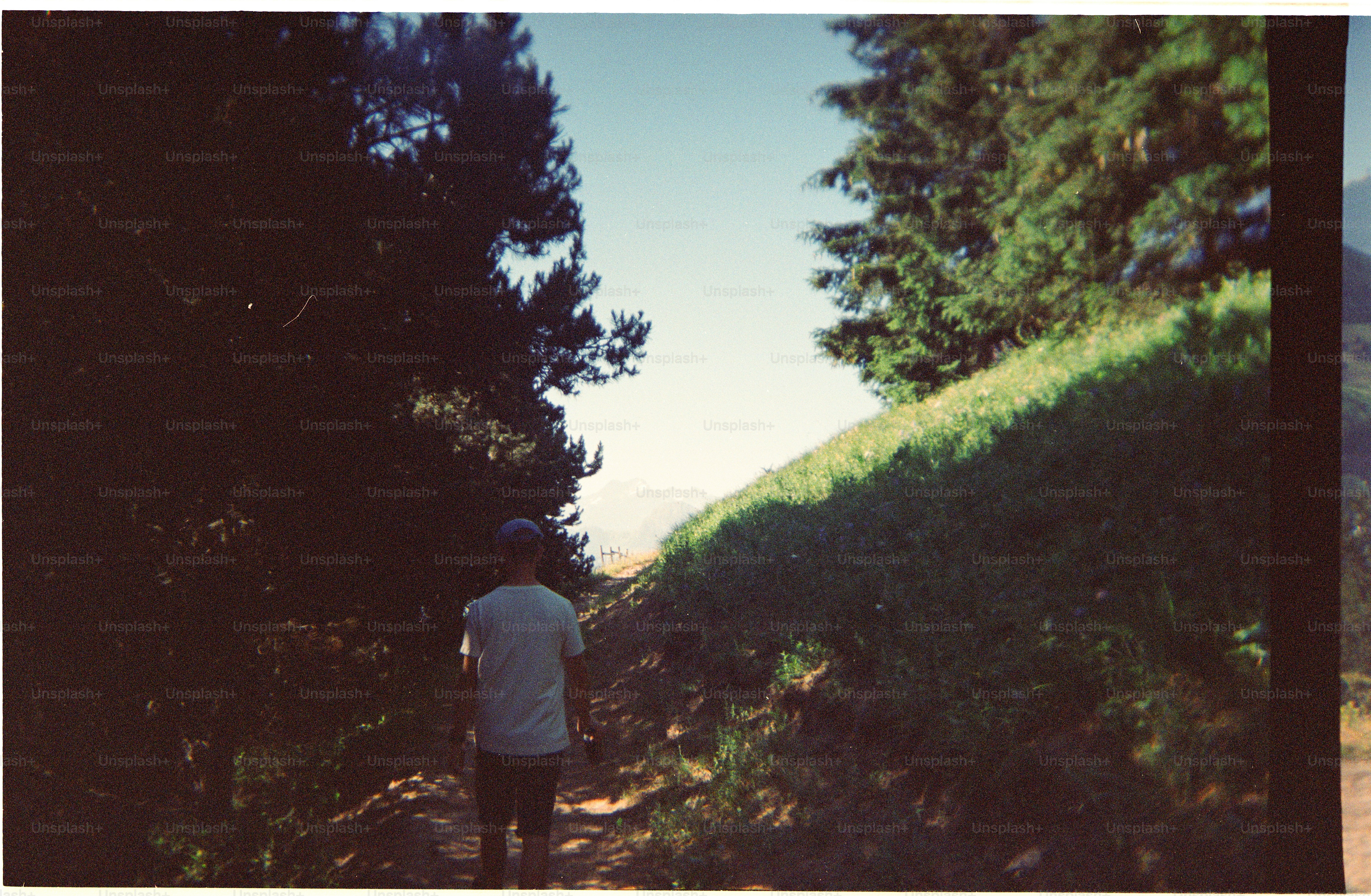A person in a white t-shirt walking along a path between pine trees