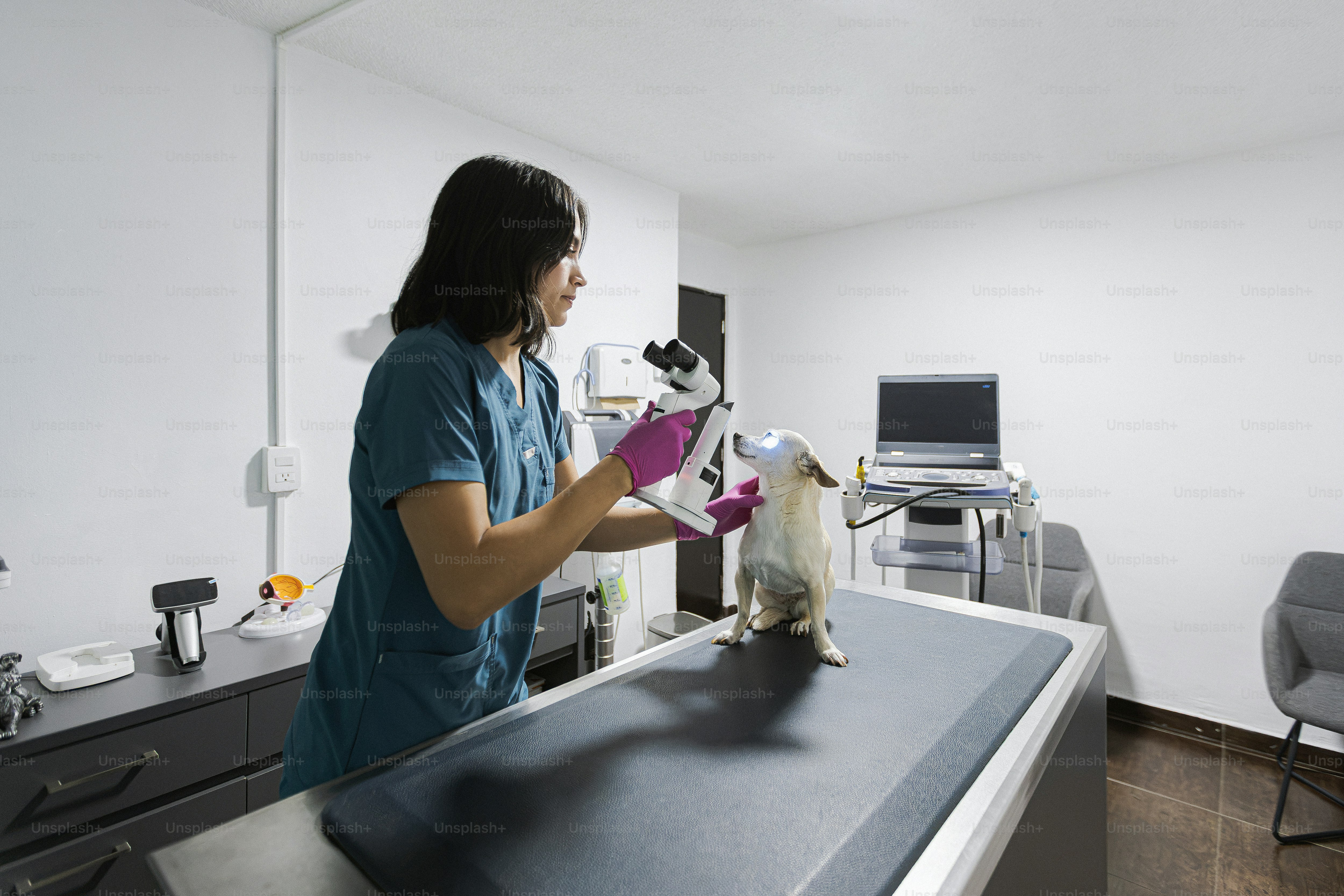A veterinarian examining a small dog with an ophthalmoscope in a clinic