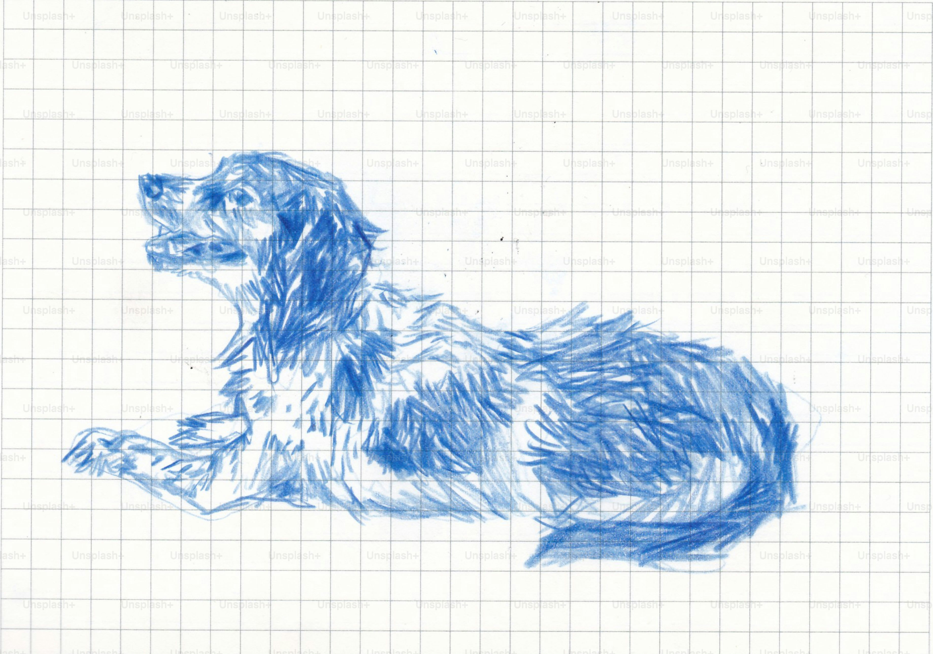 Eine blaue Bleistiftzeichnung eines Hundes, der auf Rasterpapier liegt