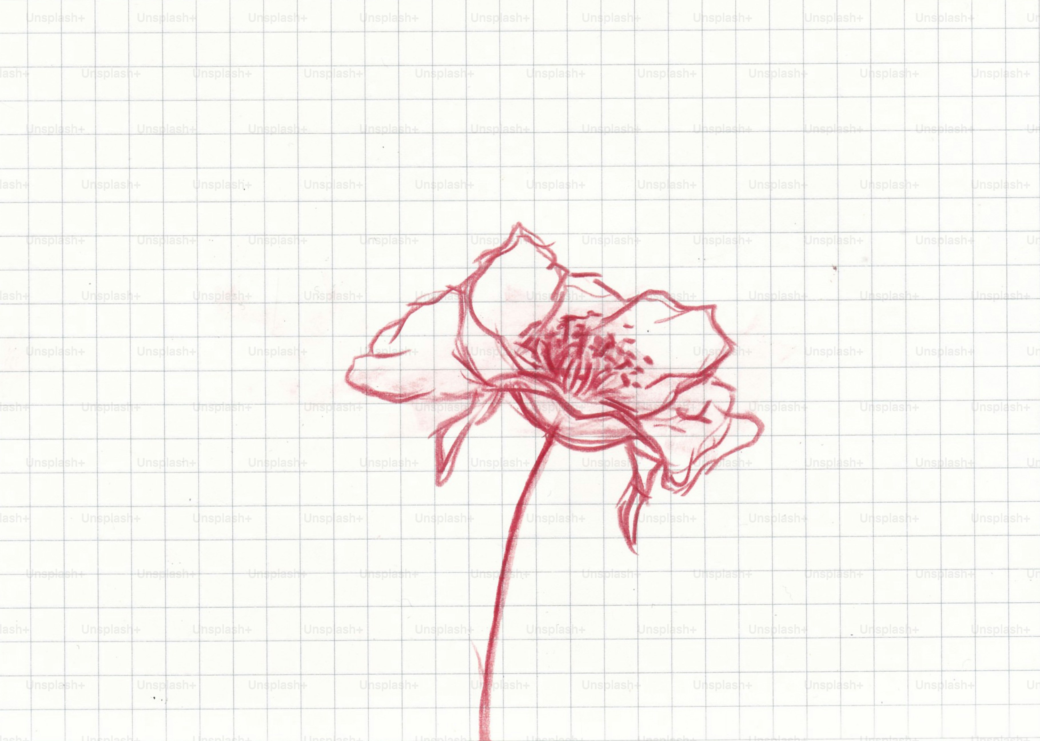 Eine rote Bleistiftzeichnung einer Blume auf weißem Rasterpapier