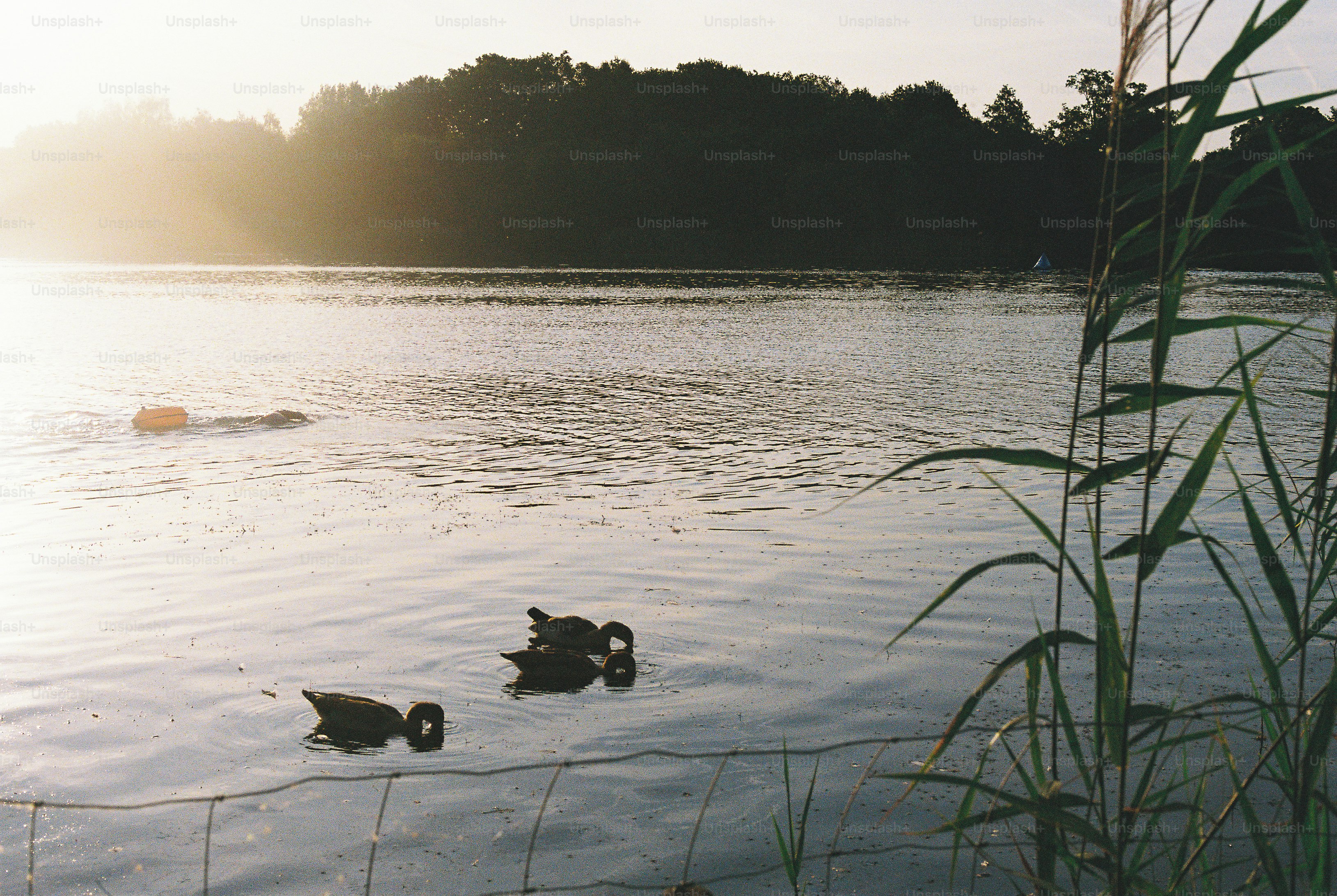 Three ducks swimming in a lake during the golden hour.
