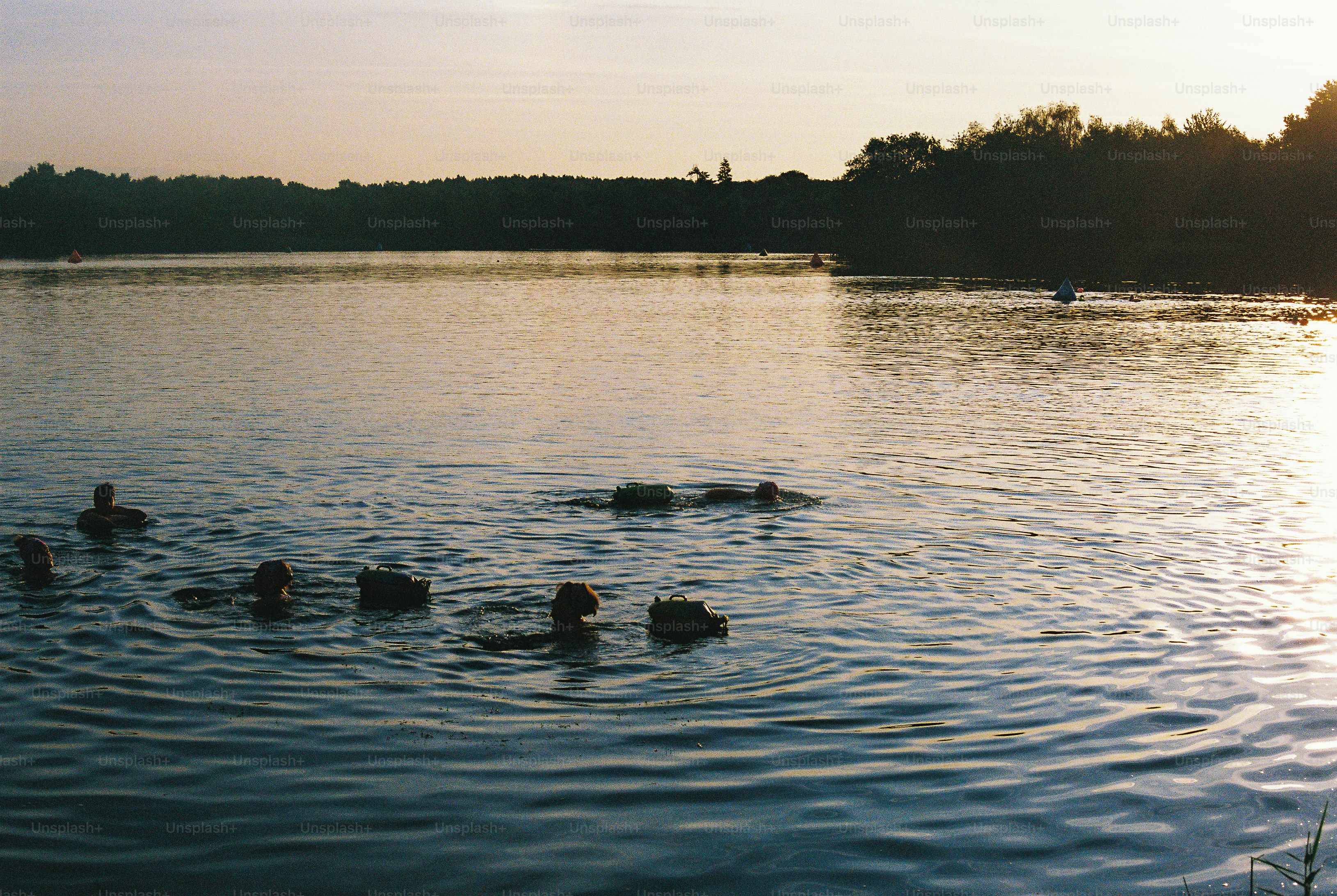 People swimming in a lake during the golden hour with trees in the distance.