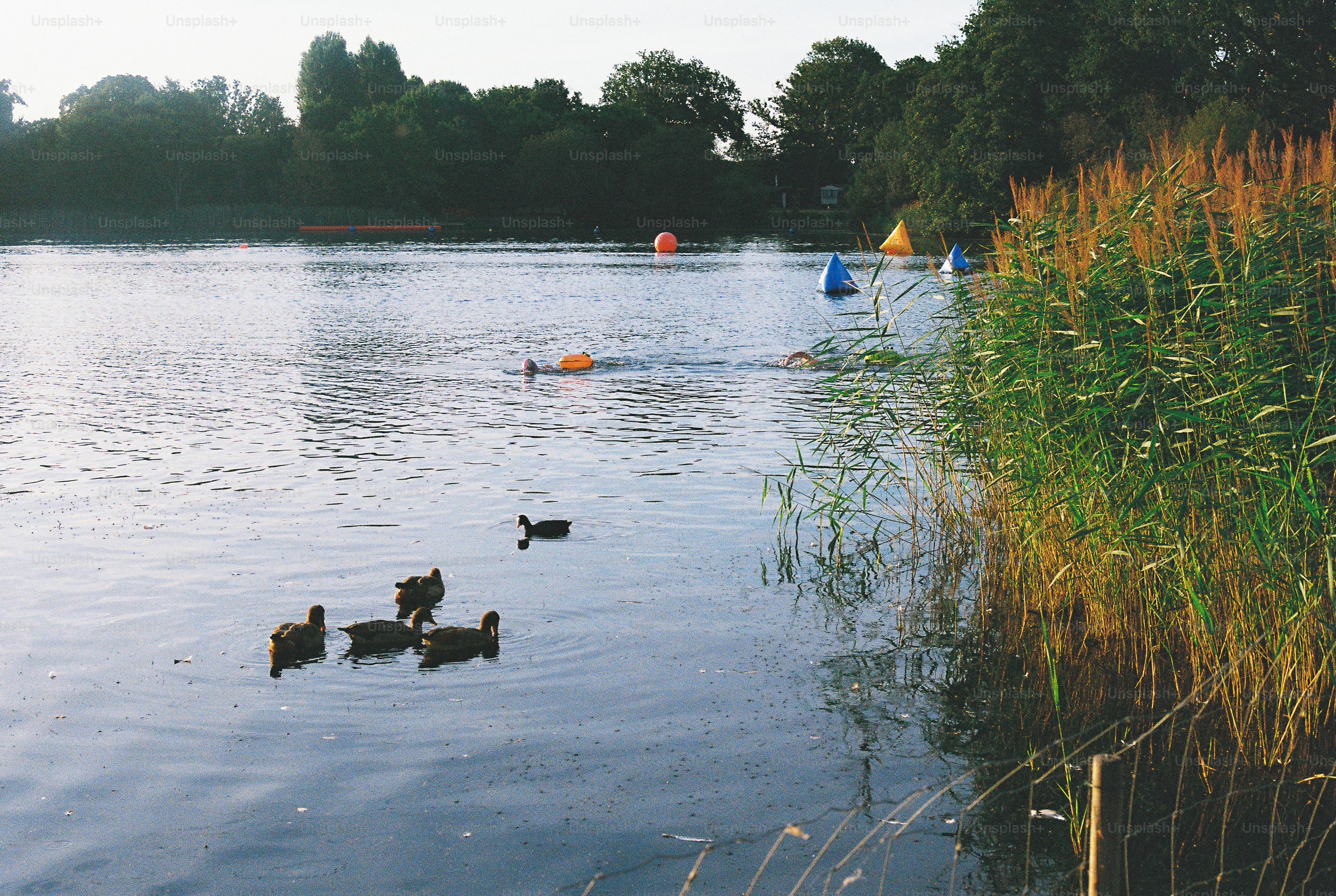 A group of ducks swimming in a lake with swimmers in the distance.
