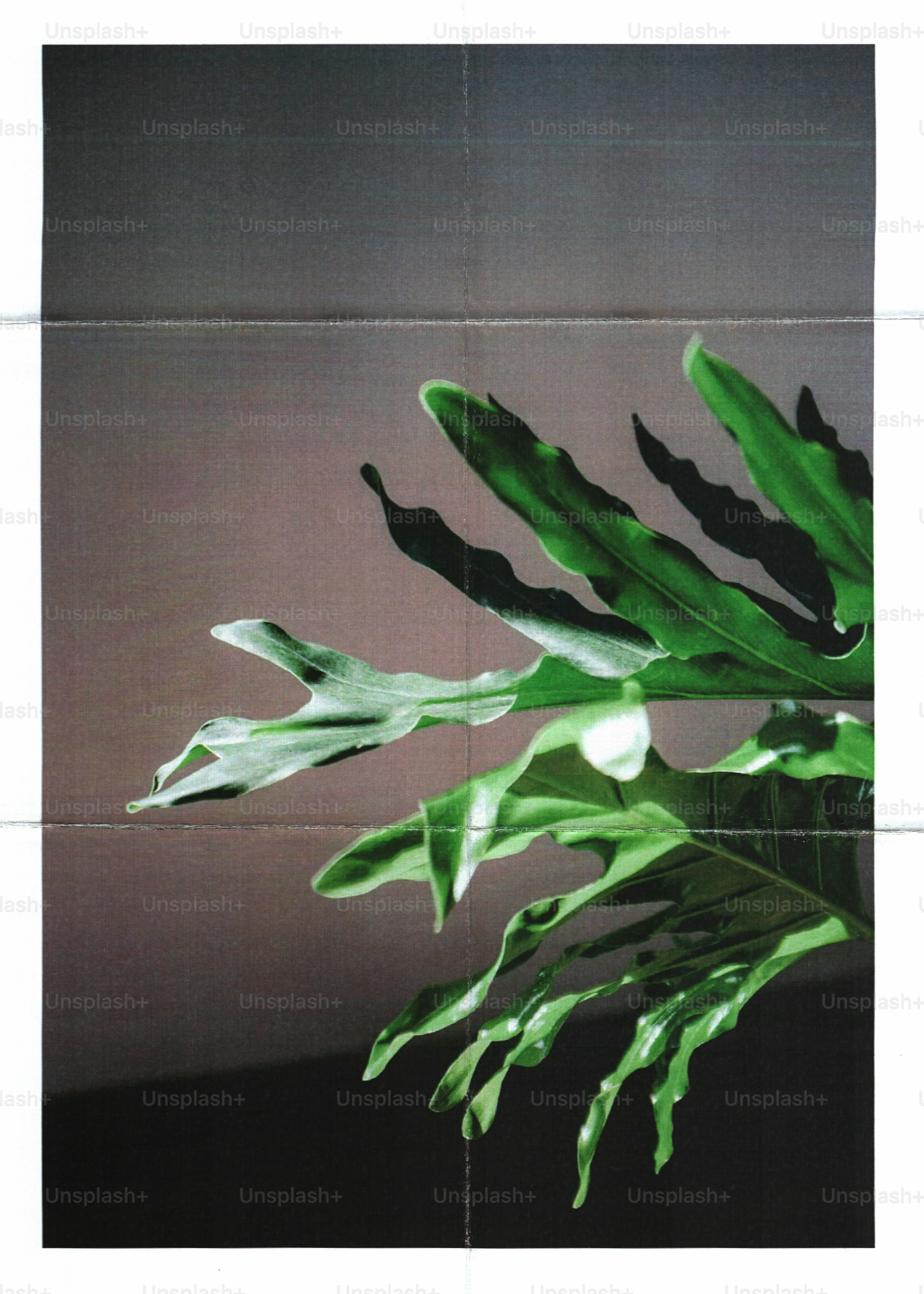 A green philodendron leaf with wavy edges against a dark grey background
