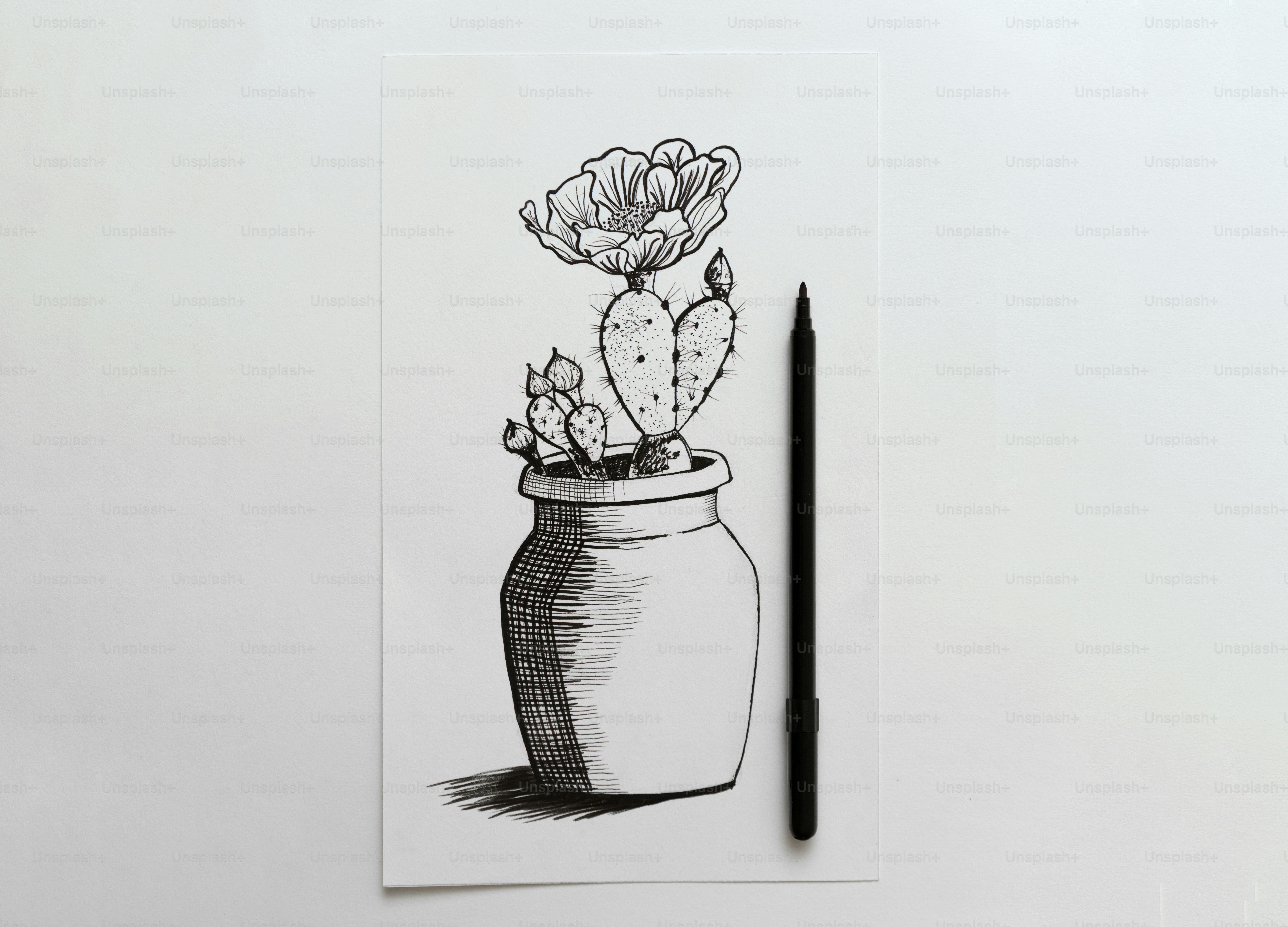 Um desenho em tinta preta de um cacto figueira-da-índia florescendo em um vaso