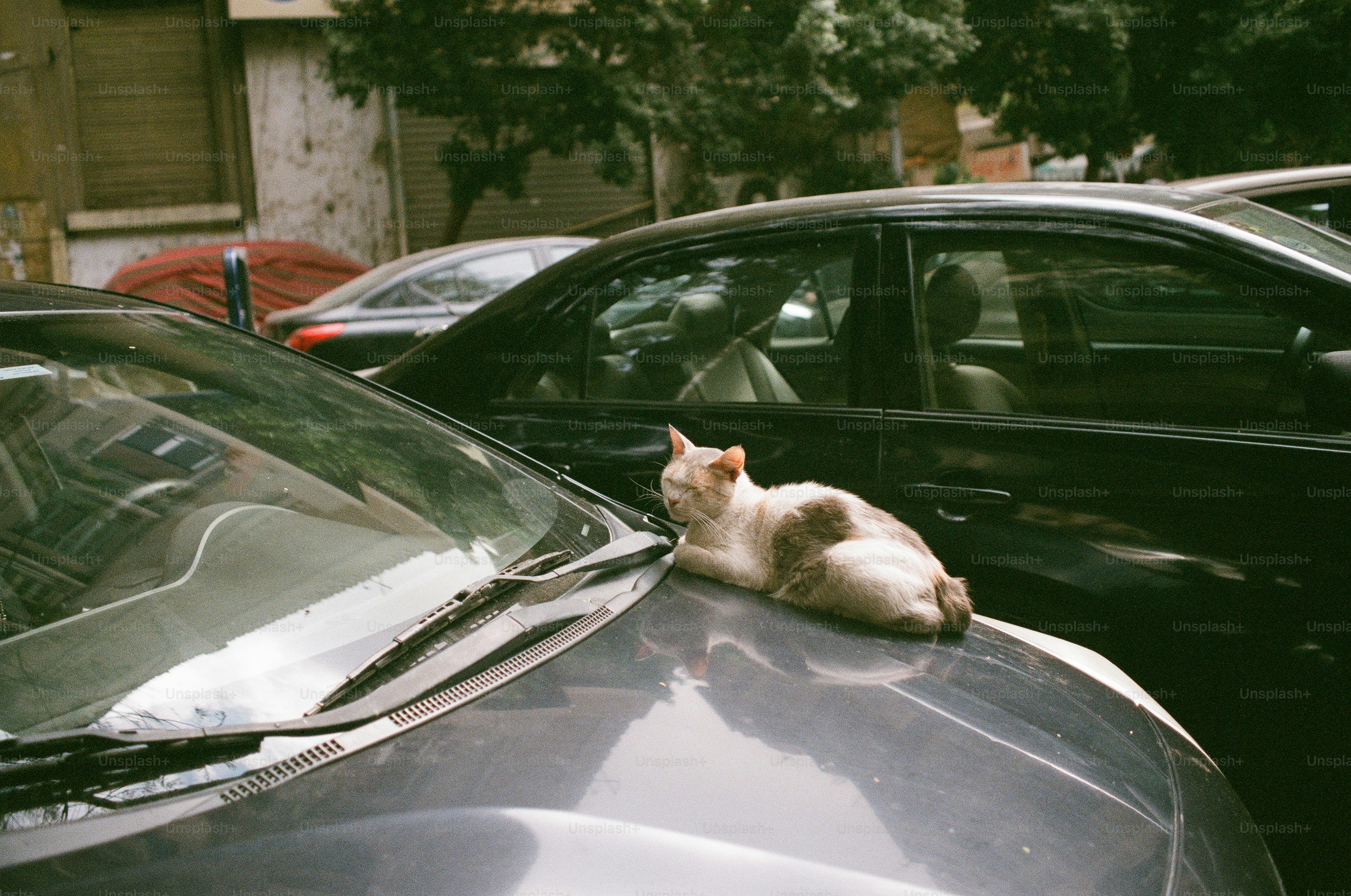 Um gato ruivo e branco descansando no capô escuro de um carro estacionado