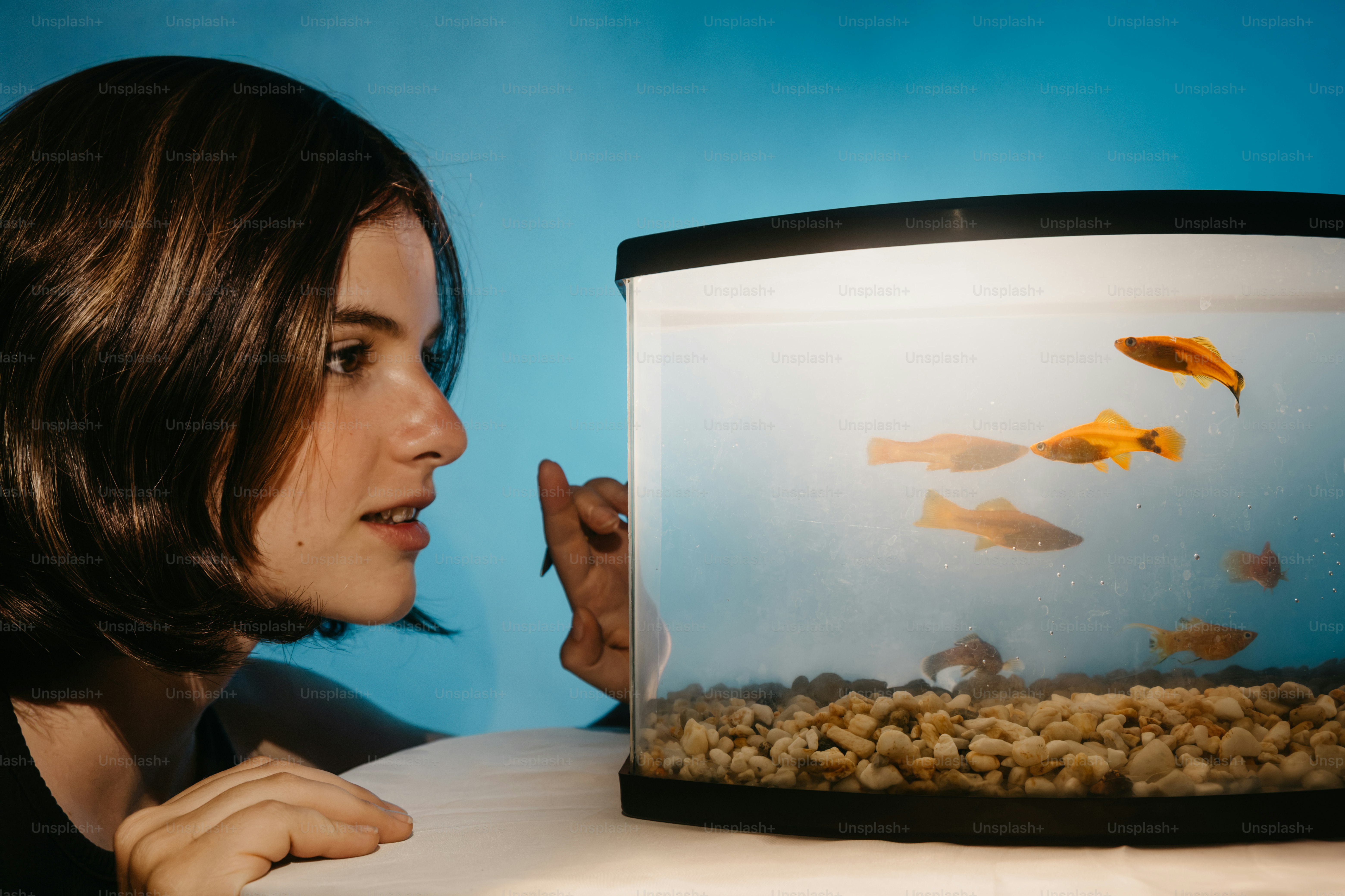 A person looking at small orange fish swimming in a glass aquarium.