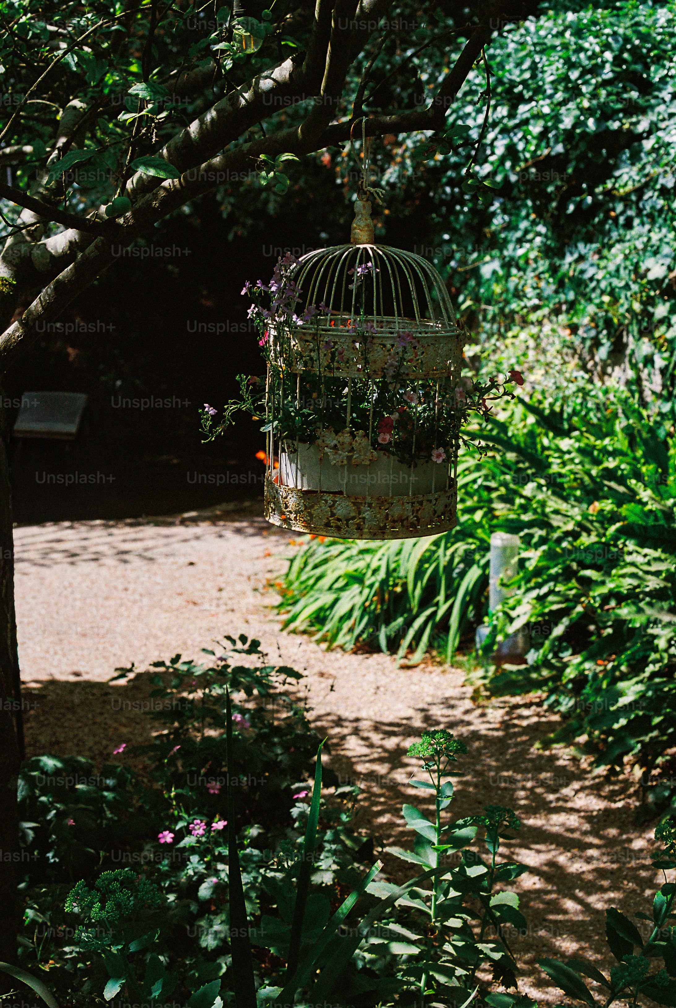 A vintage metal birdcage filled with blooming flowers hanging from a tree branch.