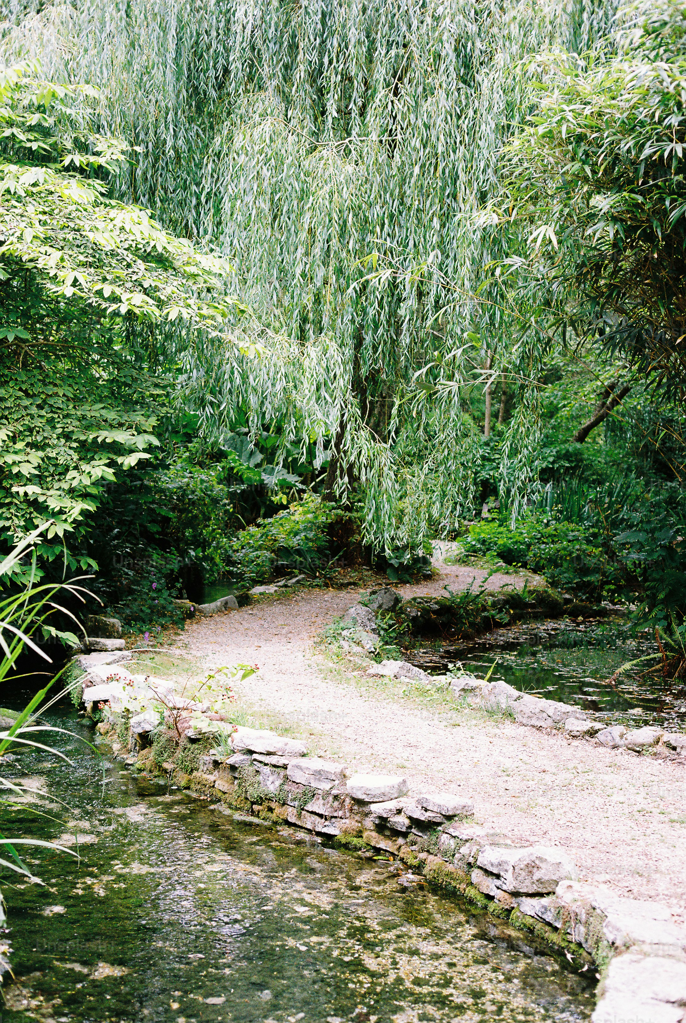 A gravel path winding beside a small stream under a weeping willow tree.