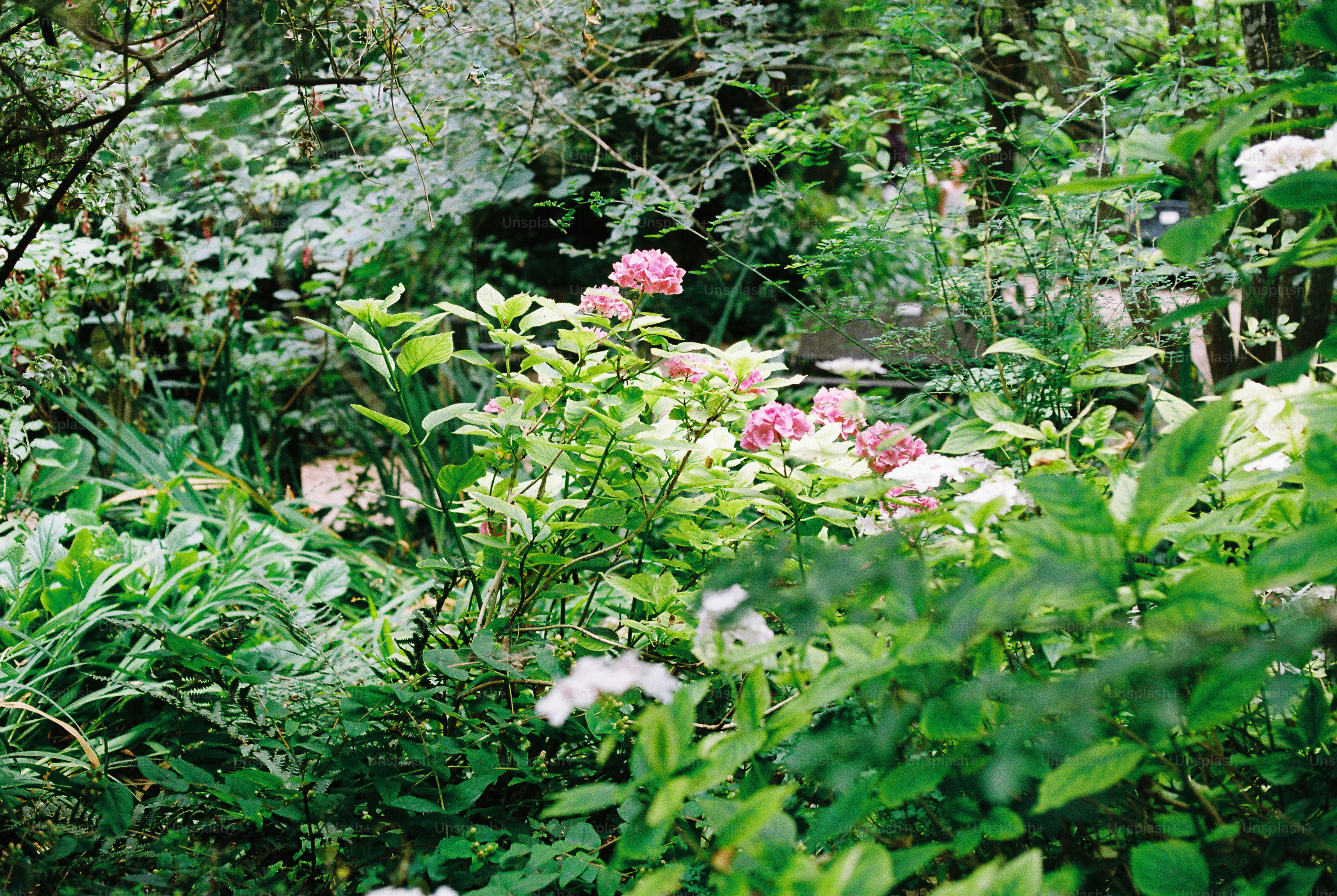 Pink hydrangea flowers blooming among lush green foliage in a garden.
