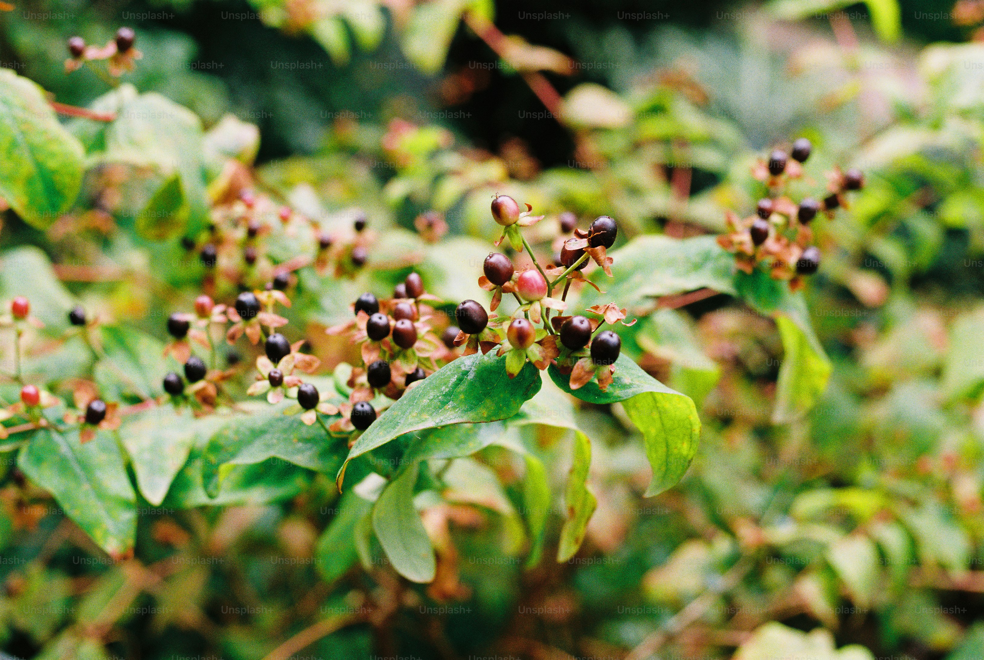 Dark purple berries on a green shrub with small brown dried flower petals.