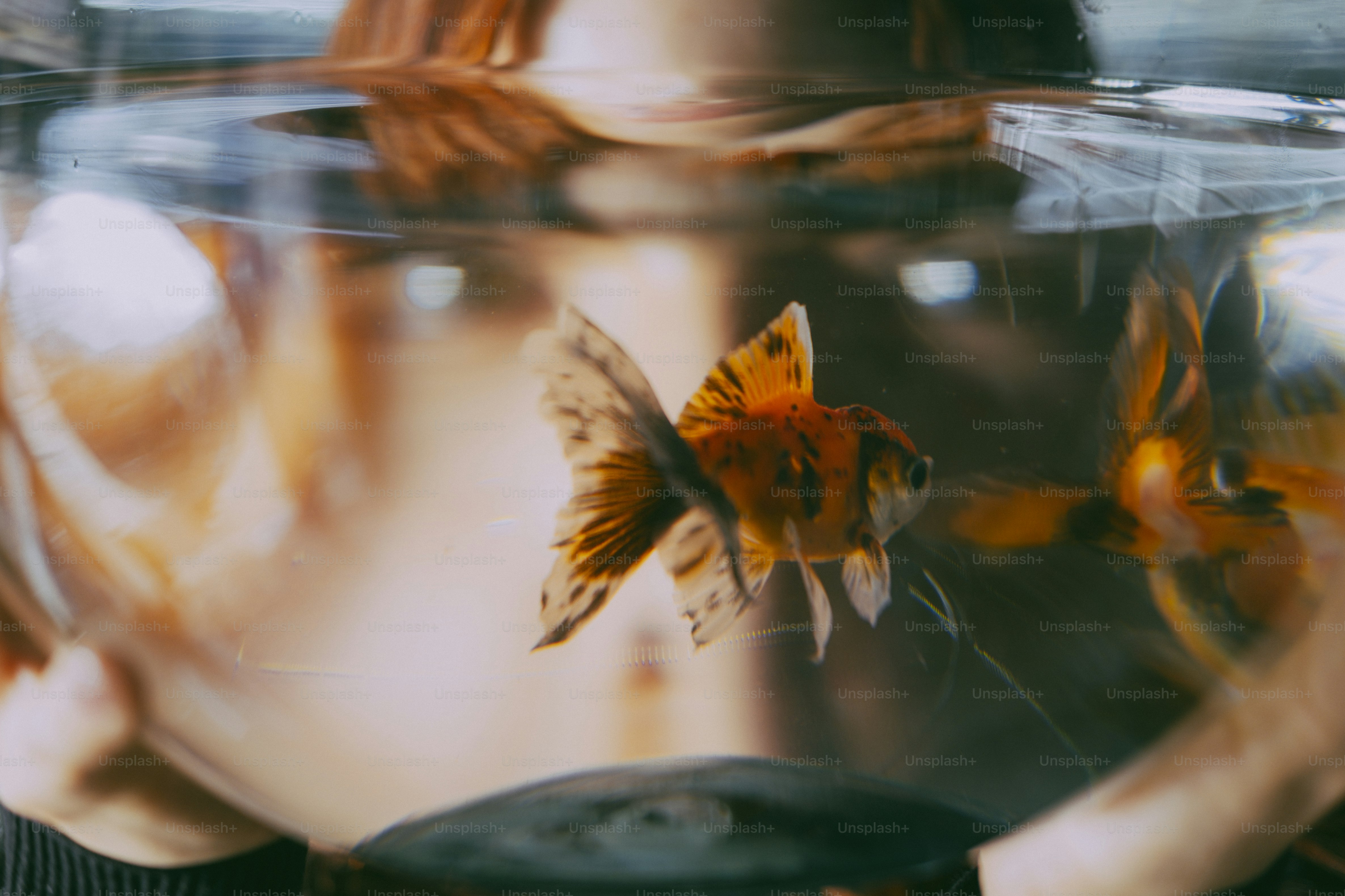 A goldfish swimming in a glass bowl held by a person