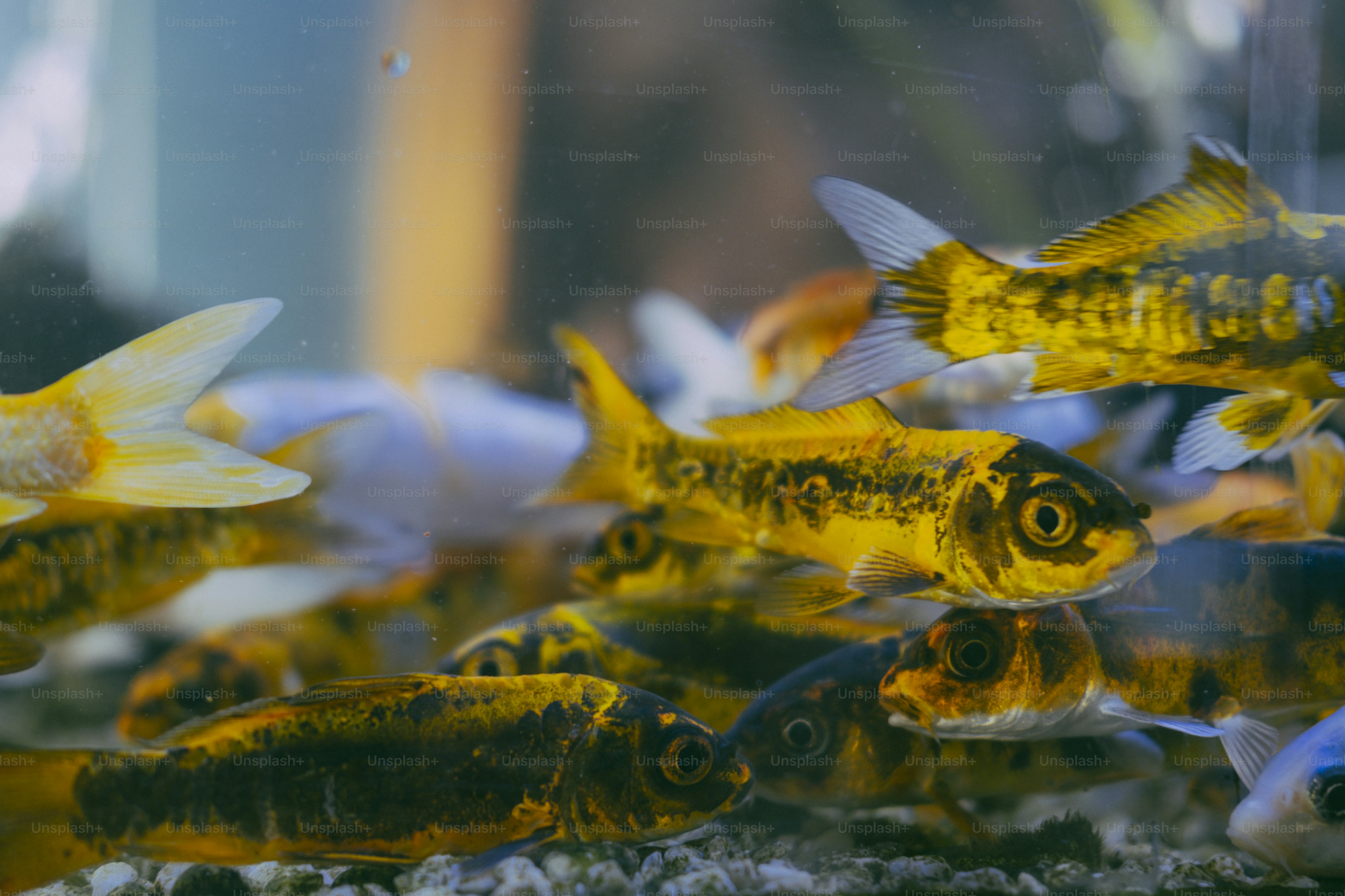 A group of yellow and black koi fish swimming in a clear aquarium