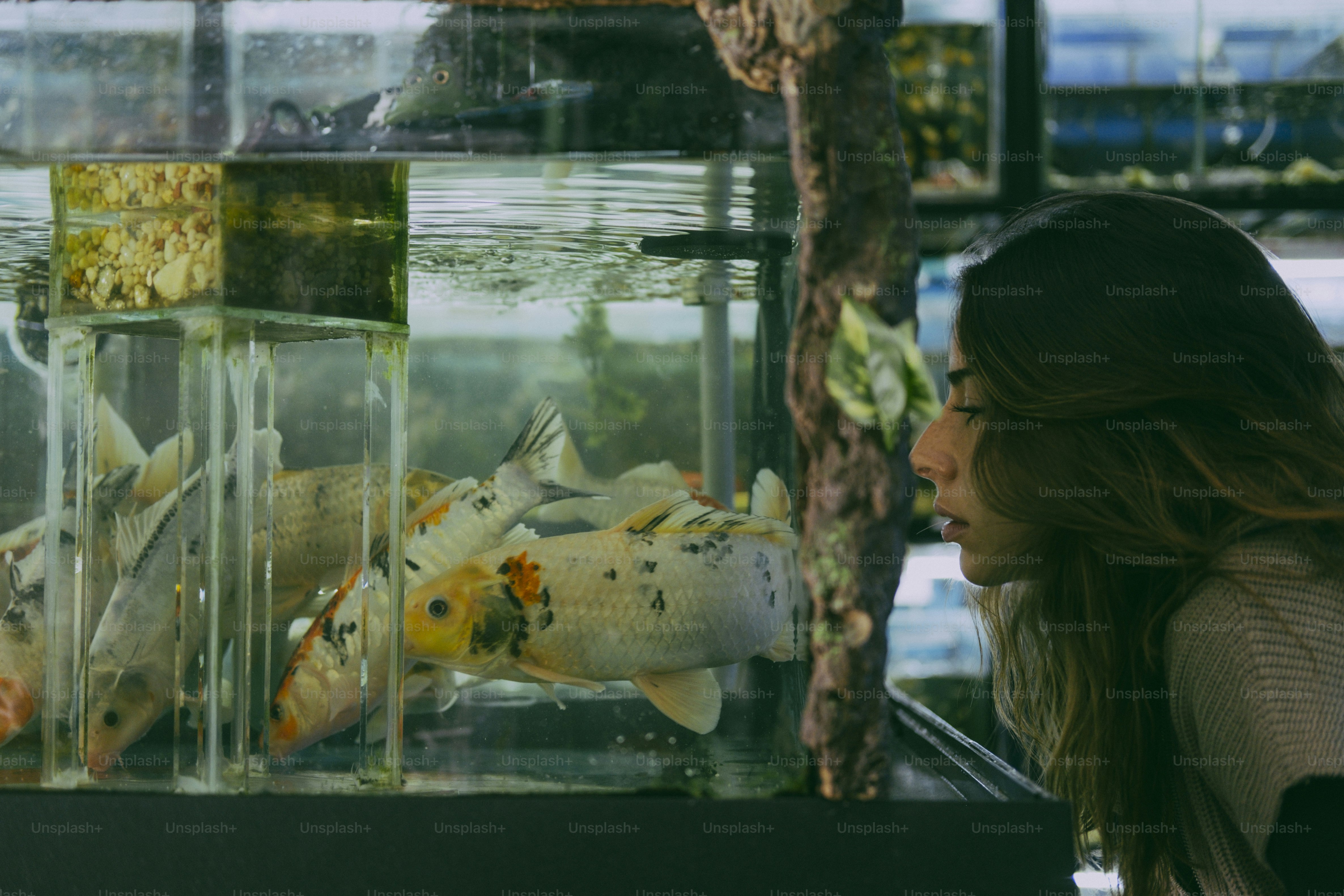 A woman looking at koi fish swimming in a glass aquarium tank