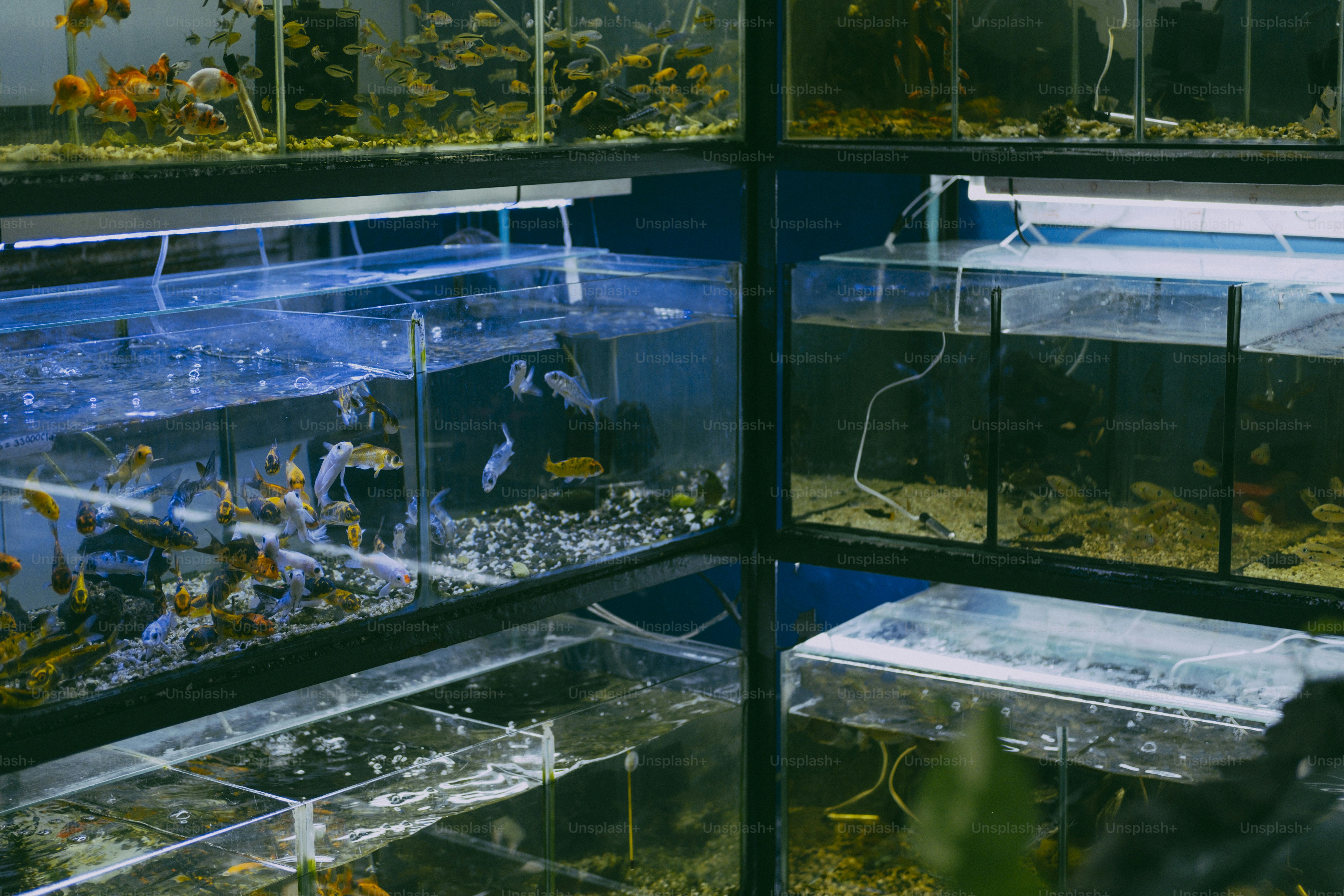 Multiple glass aquariums stacked on metal shelves containing various colorful fish