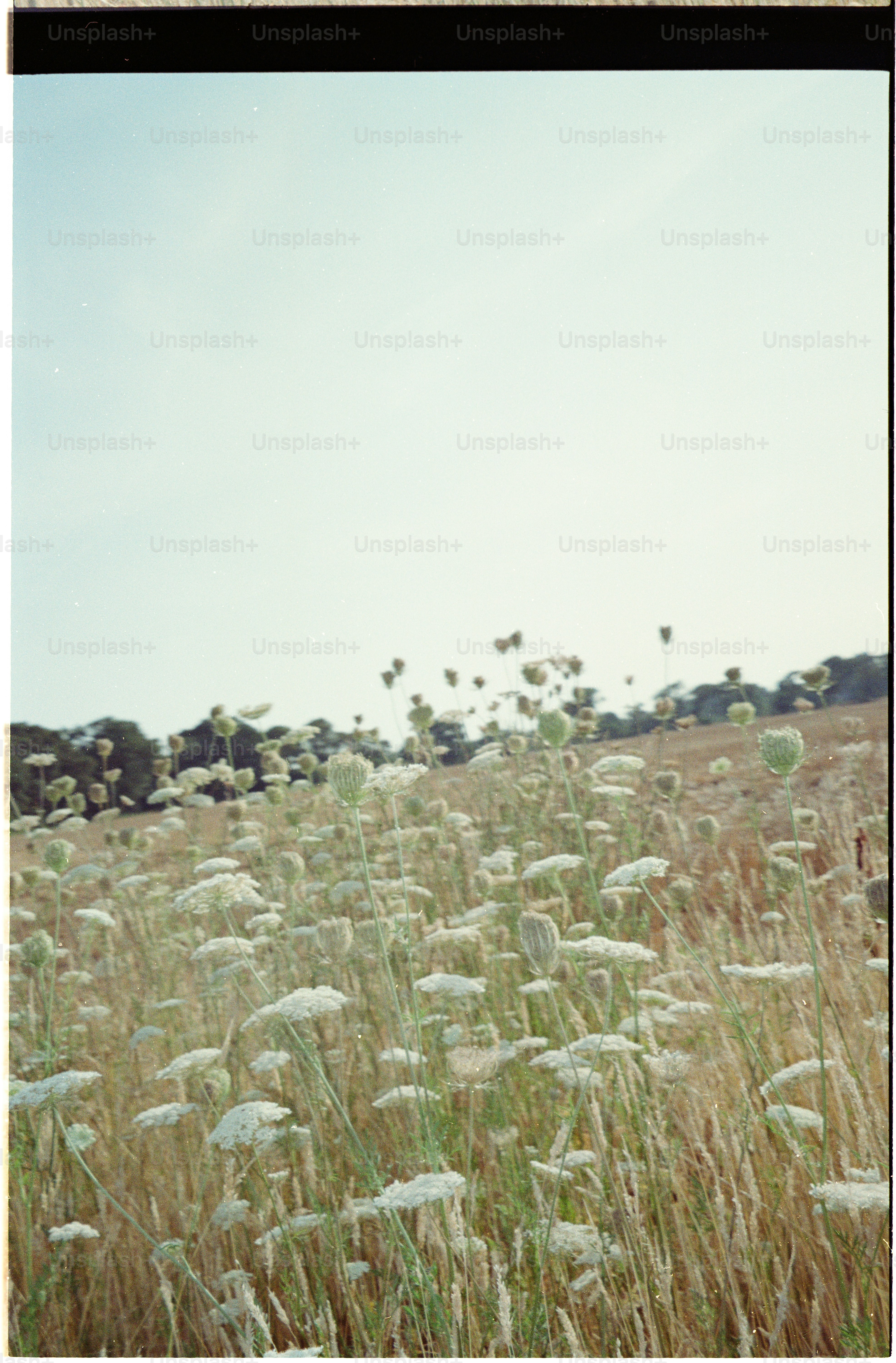 Wild white flowers in a dry golden field under a pale sky.