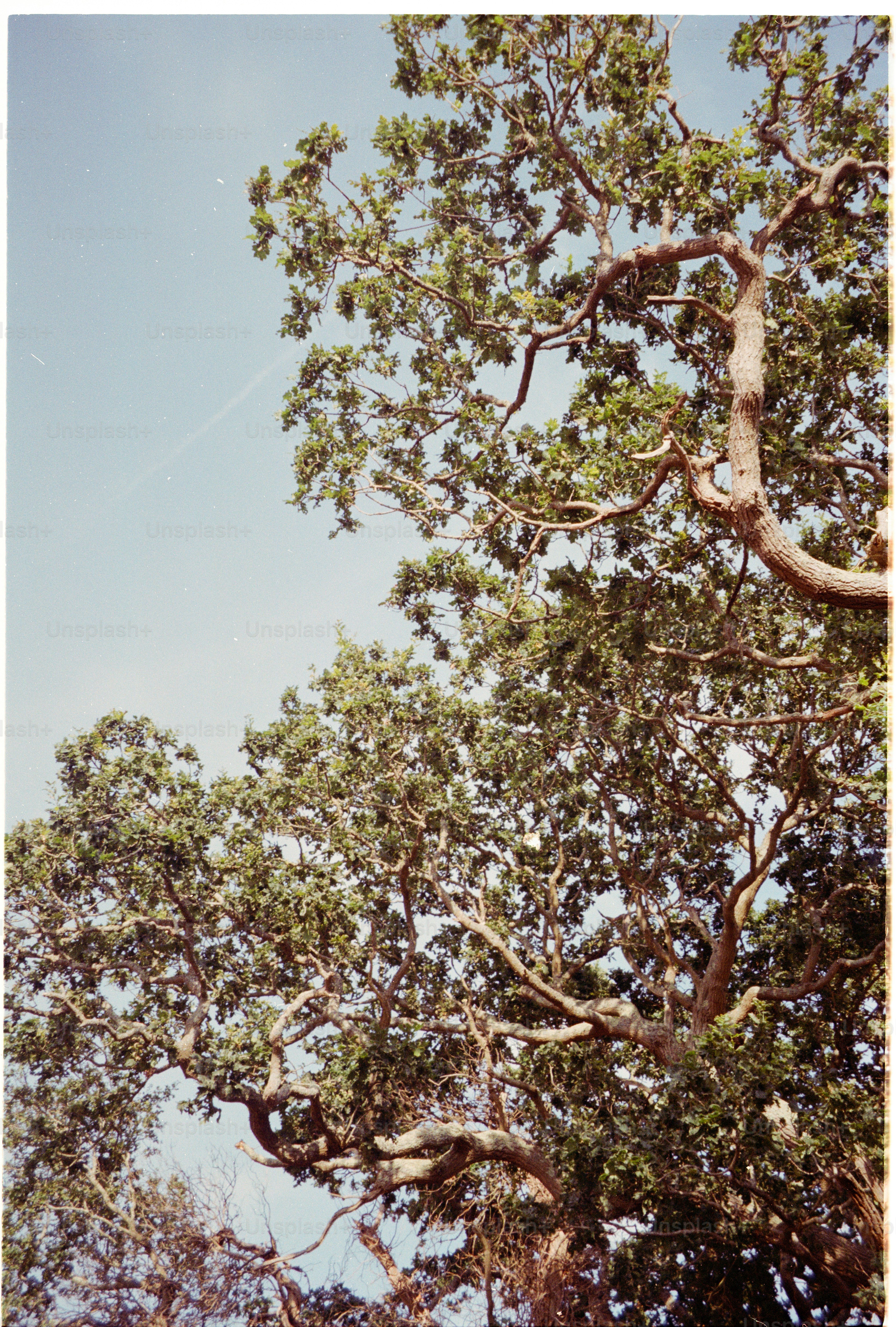 A large oak tree with gnarled branches against a clear blue sky.