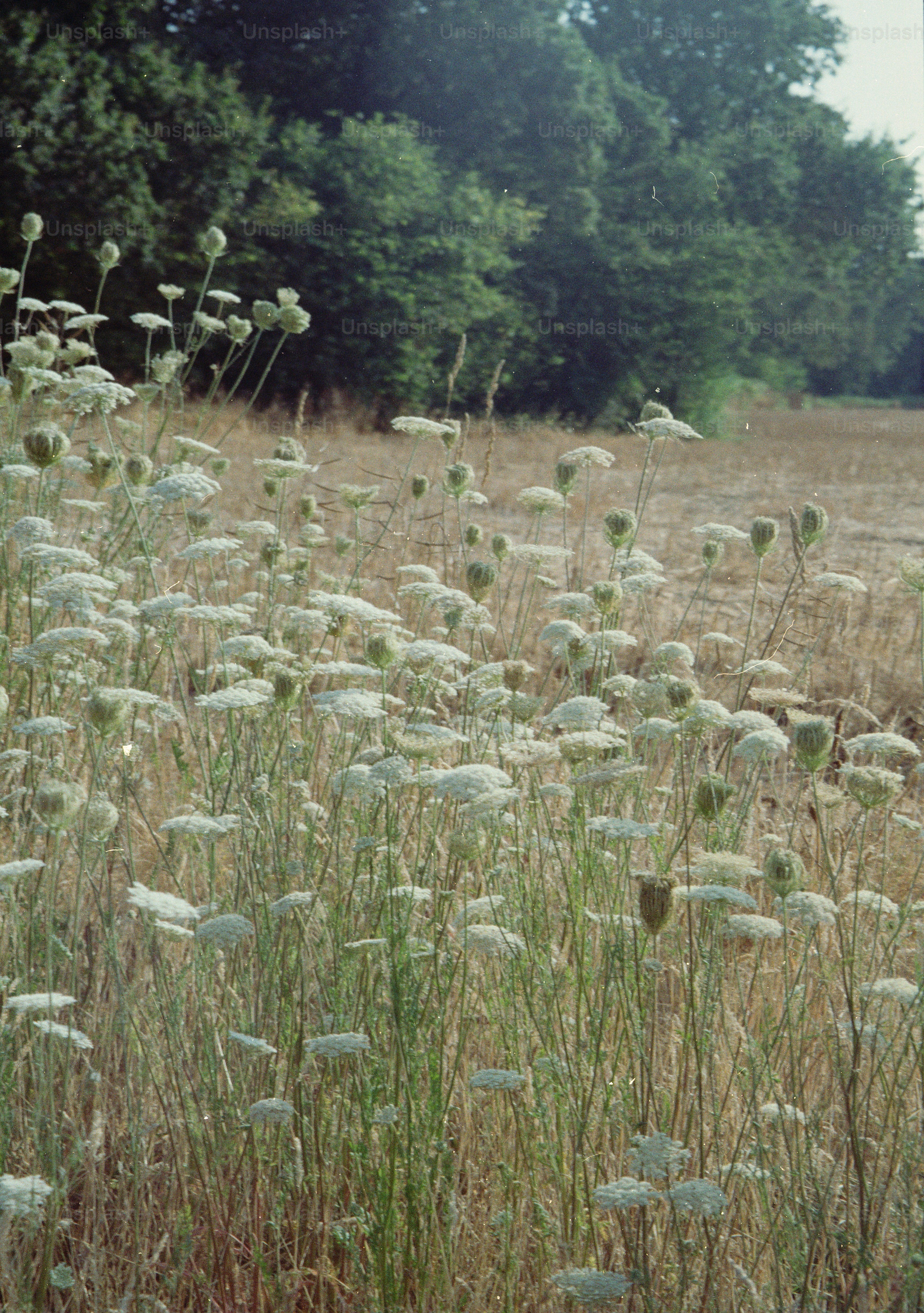 White Queen Anne's lace flowers in a dry meadow near a forest edge.