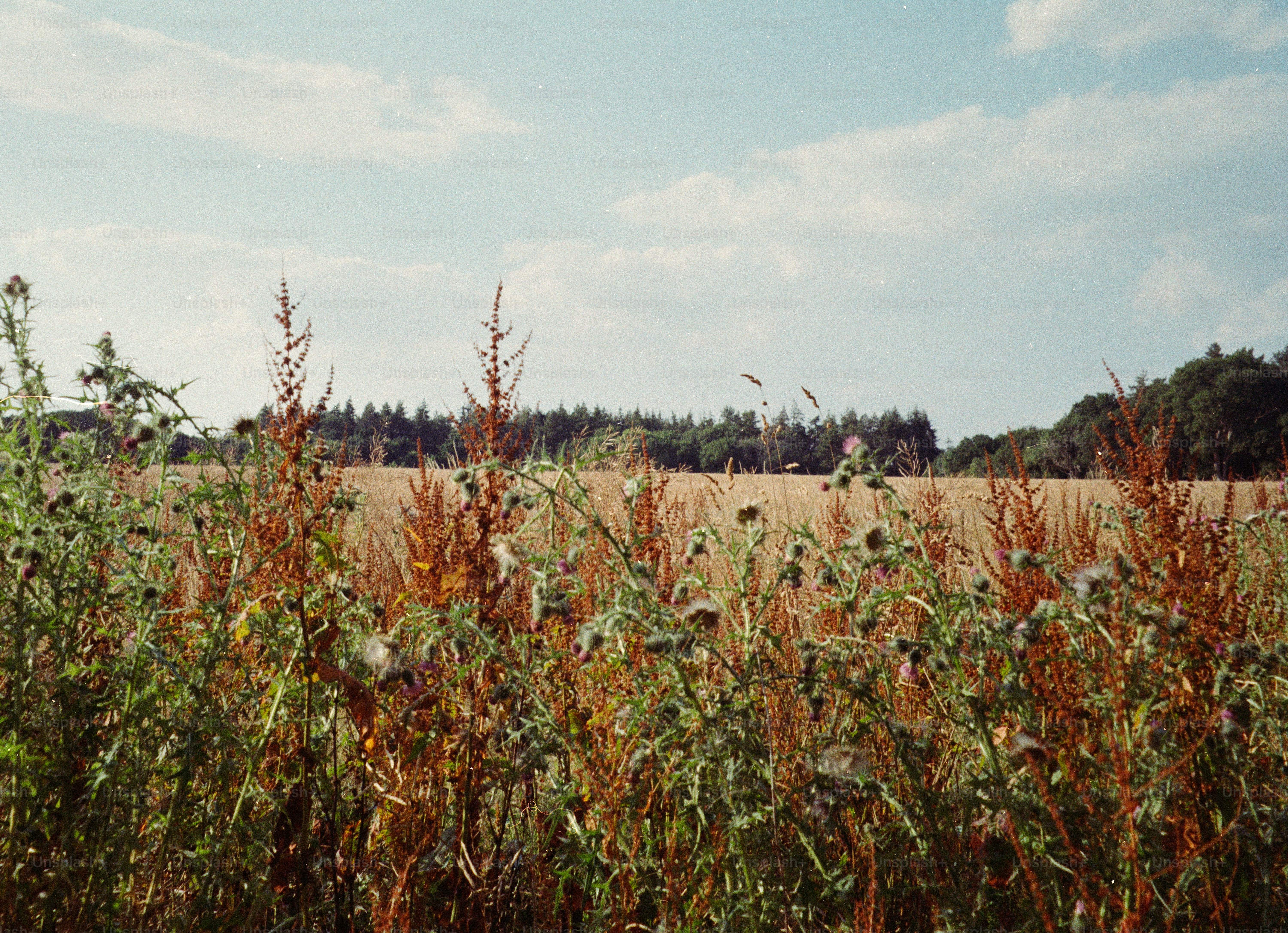 Wild thistles and dried grasses in a field before a distant forest line.