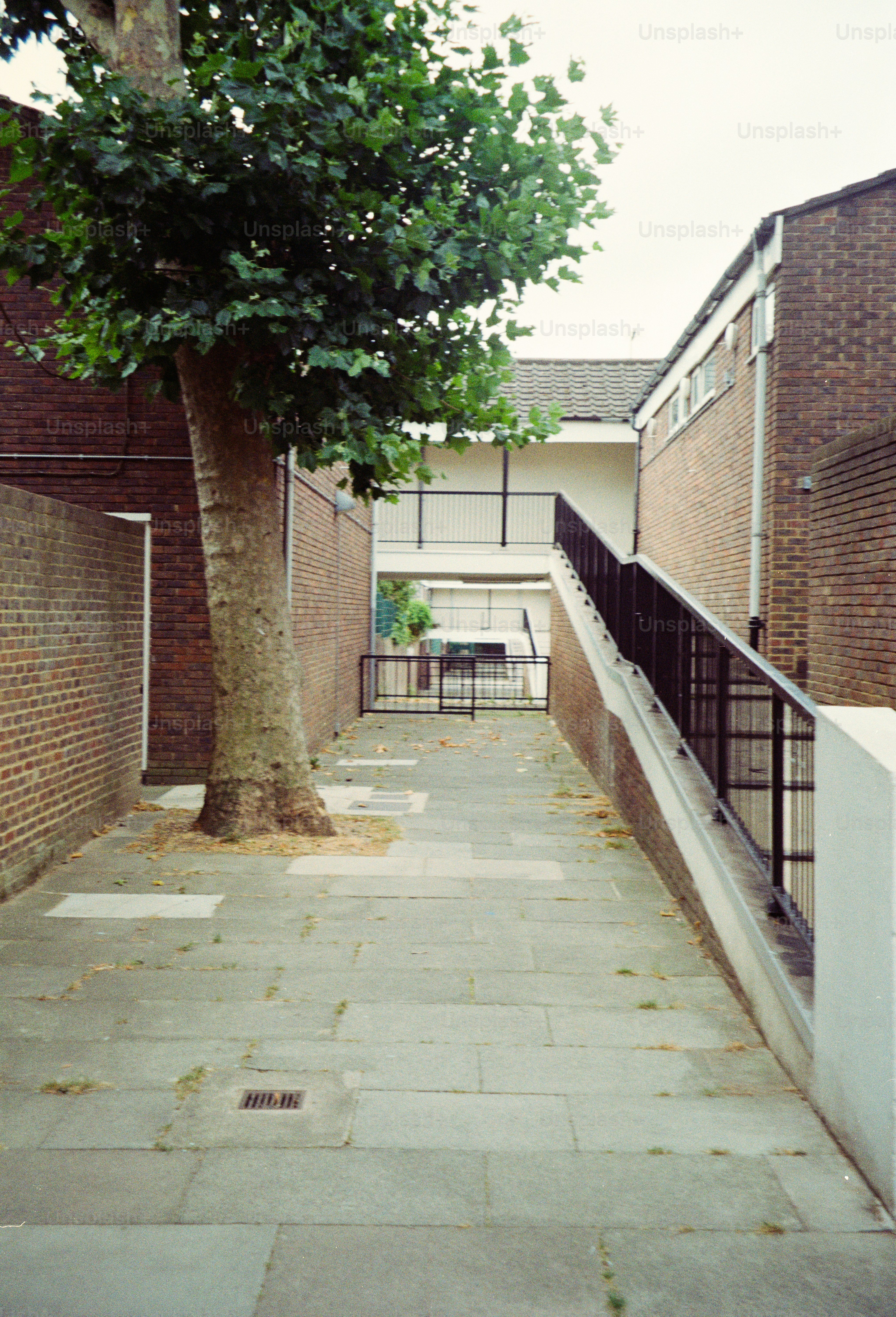 A tree growing through a paved walkway between two brick buildings.