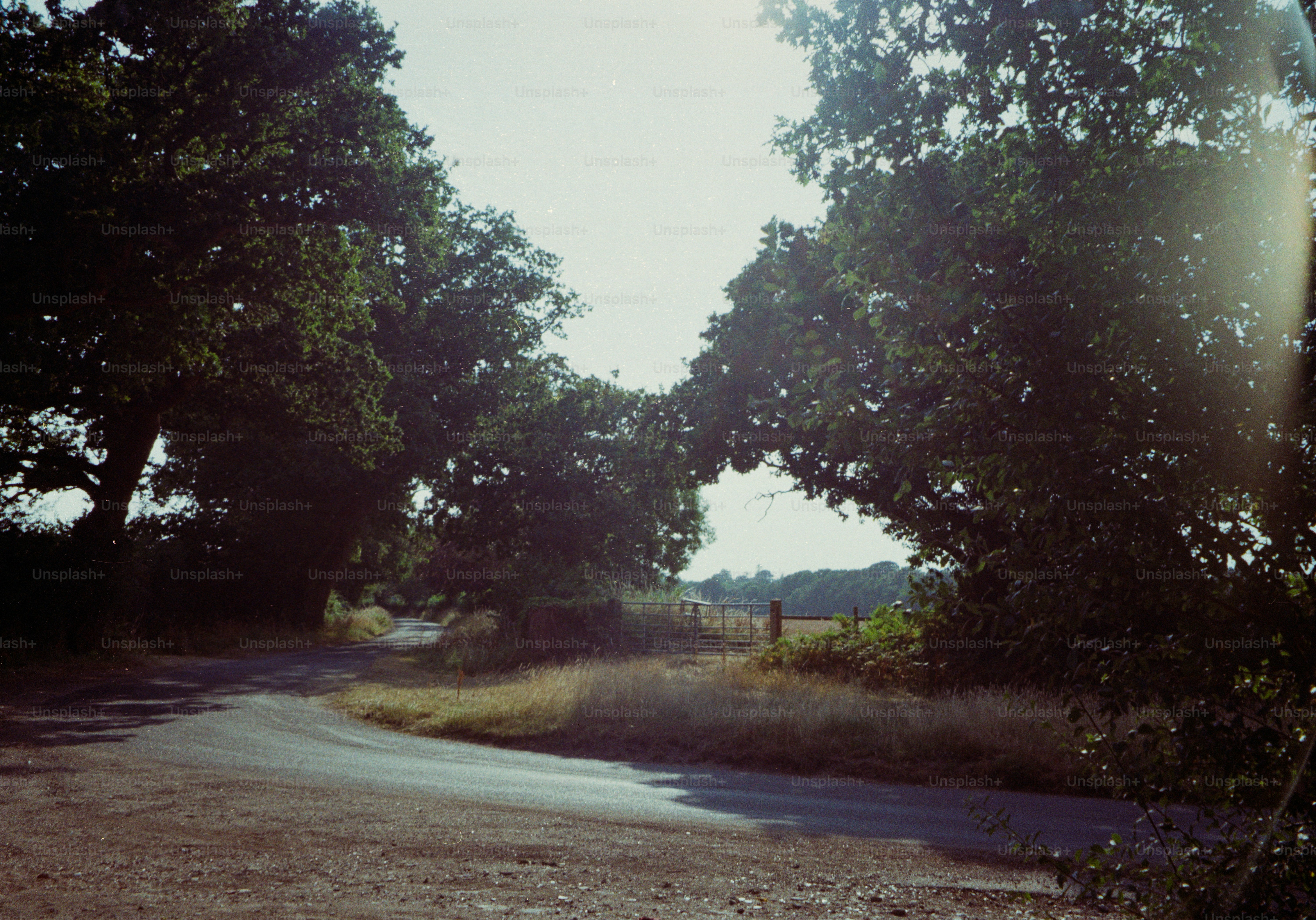A narrow country road curving between large trees under a bright sky.