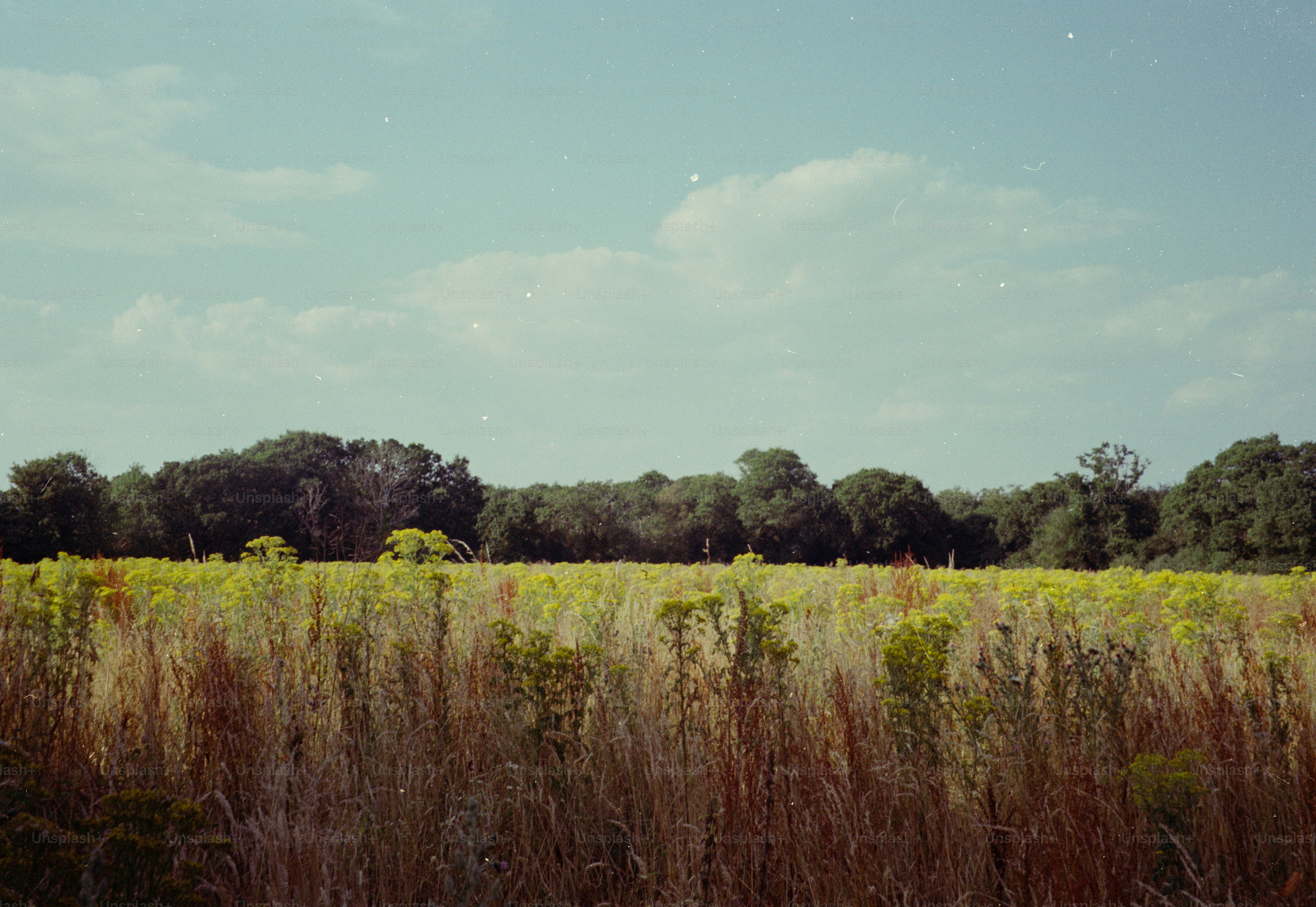 A field of tall dry grass and yellow wildflowers before a dense forest.