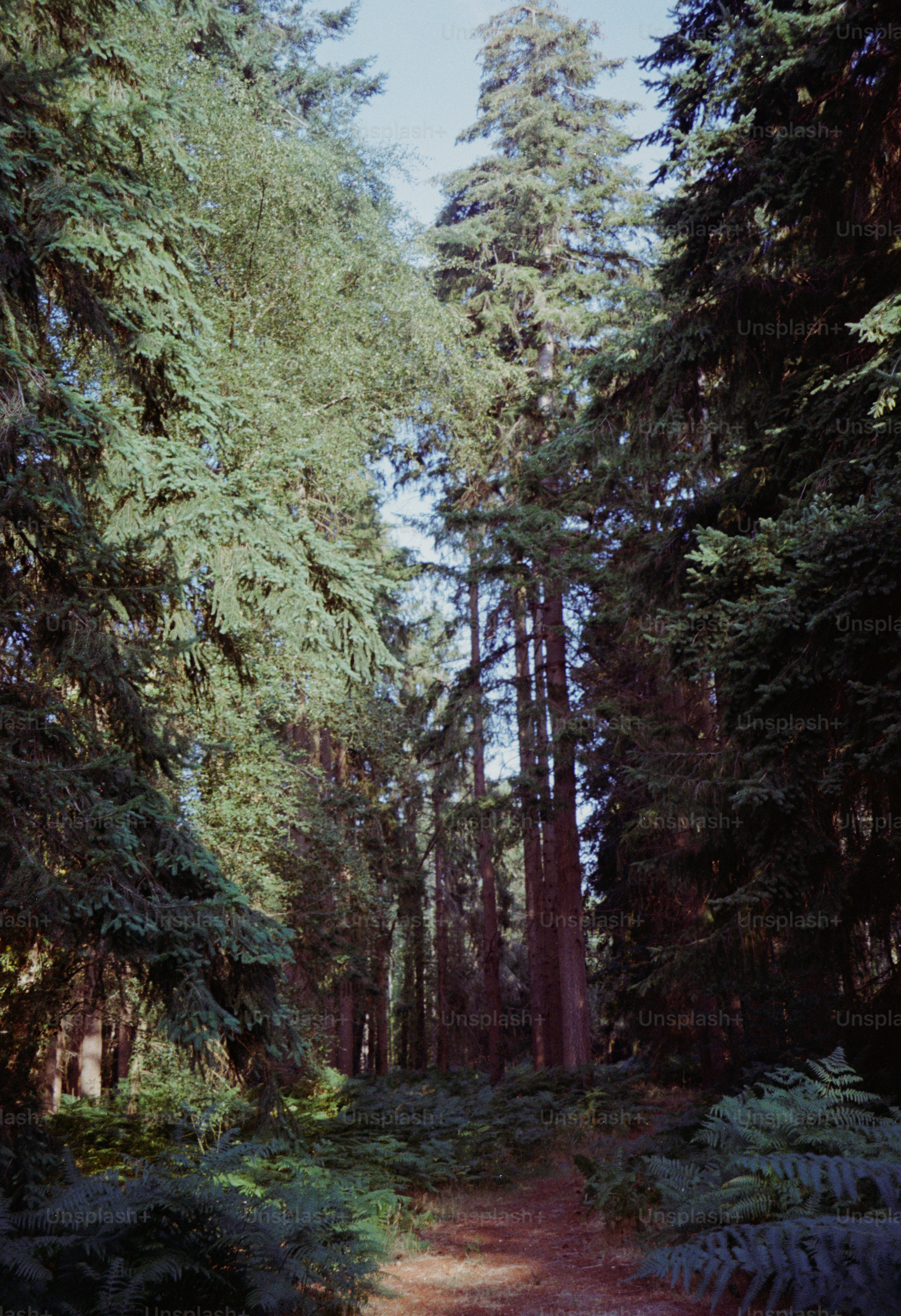 Tall evergreen trees in a dense forest with ferns on the ground.