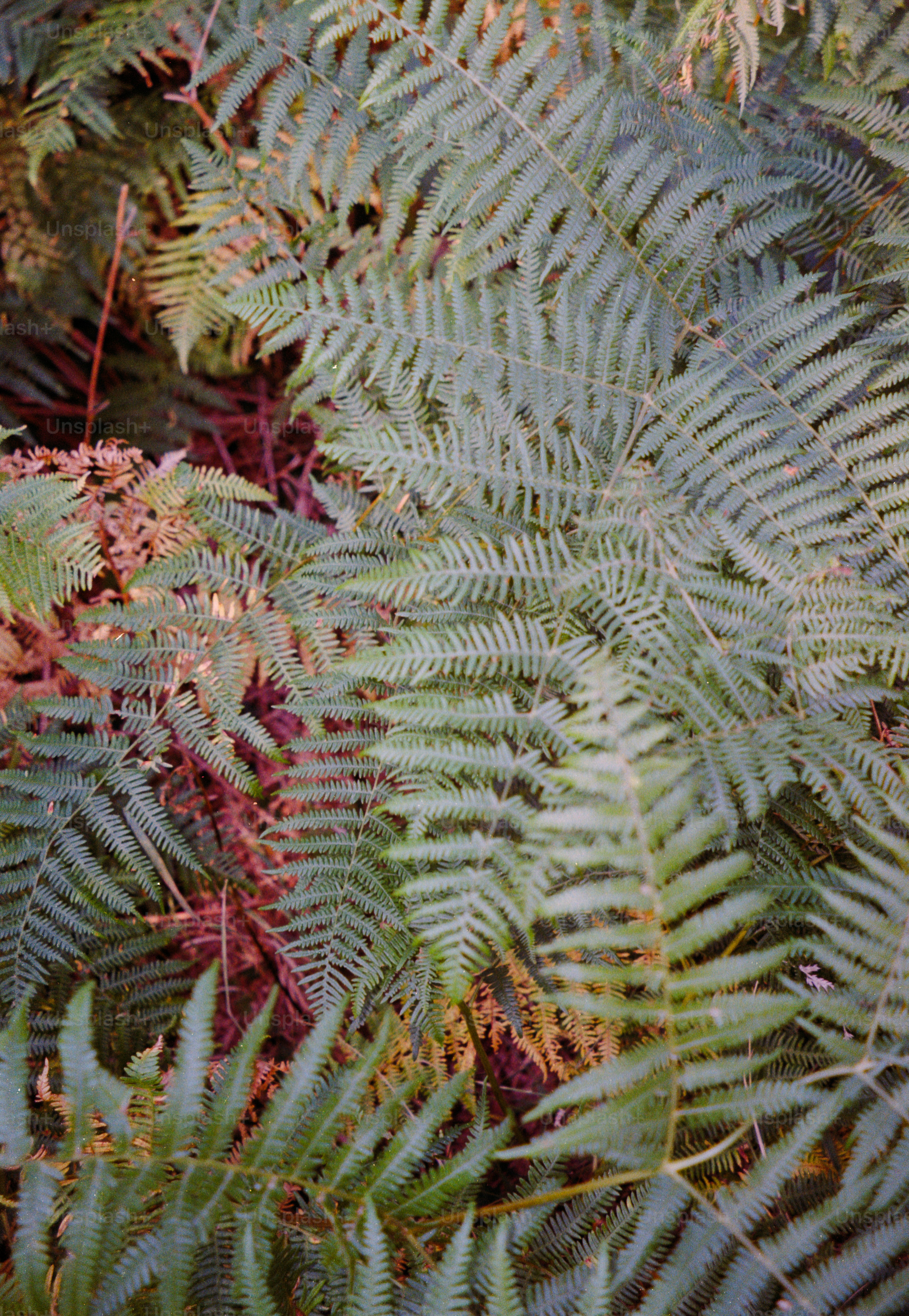 Green fern fronds with intricate leaflets growing in a dense forest.