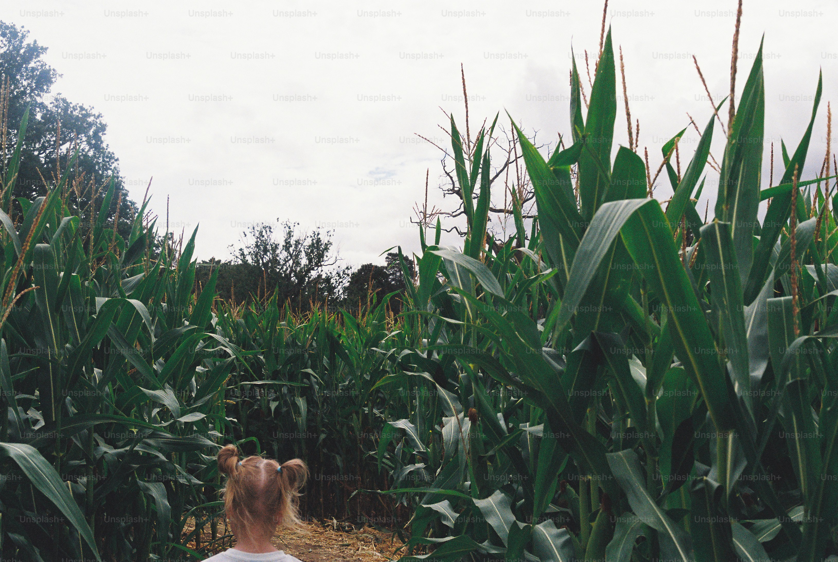 A child with hair in pigtails walking through a tall green cornfield