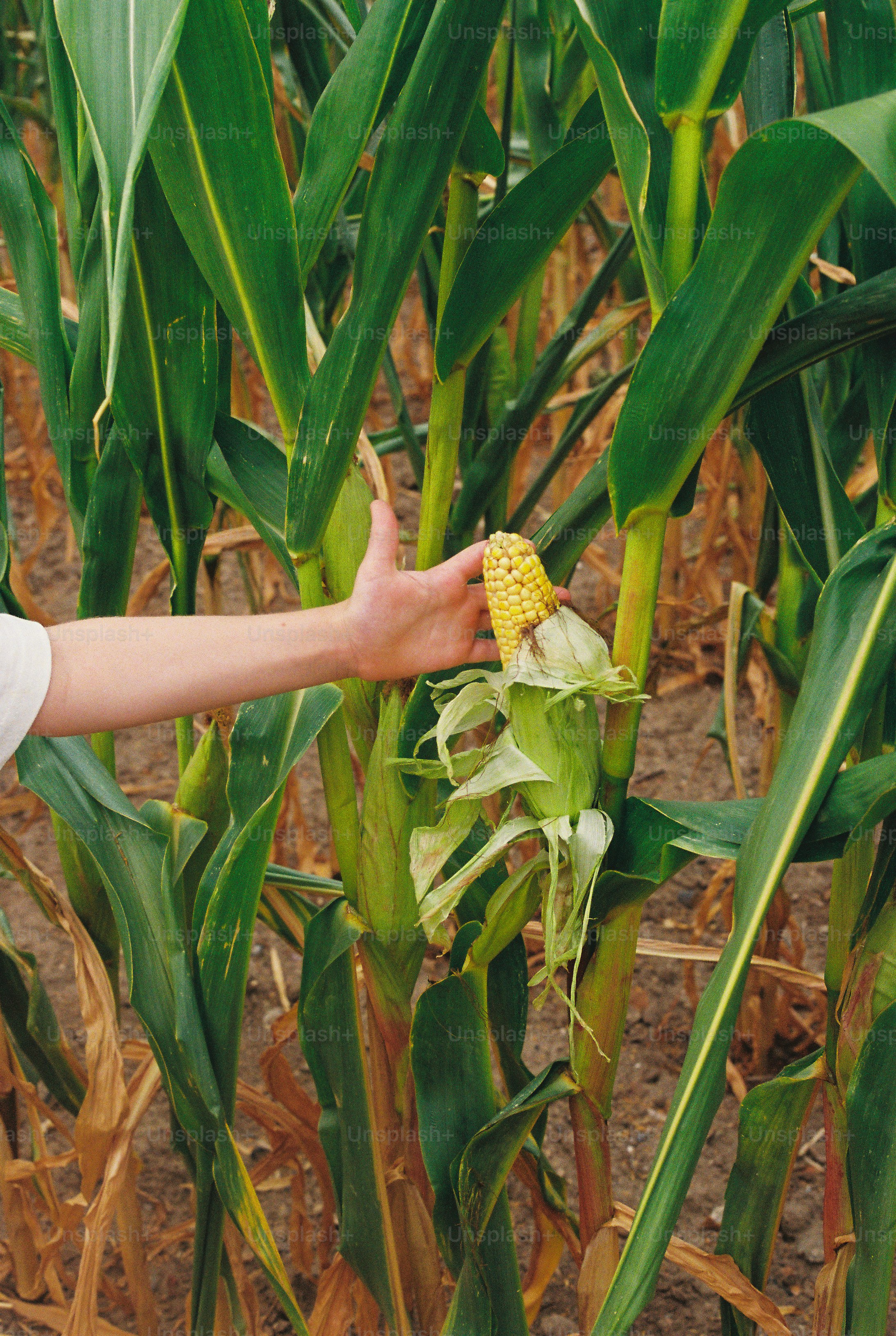 A hand touching a partially husked ear of corn in a field