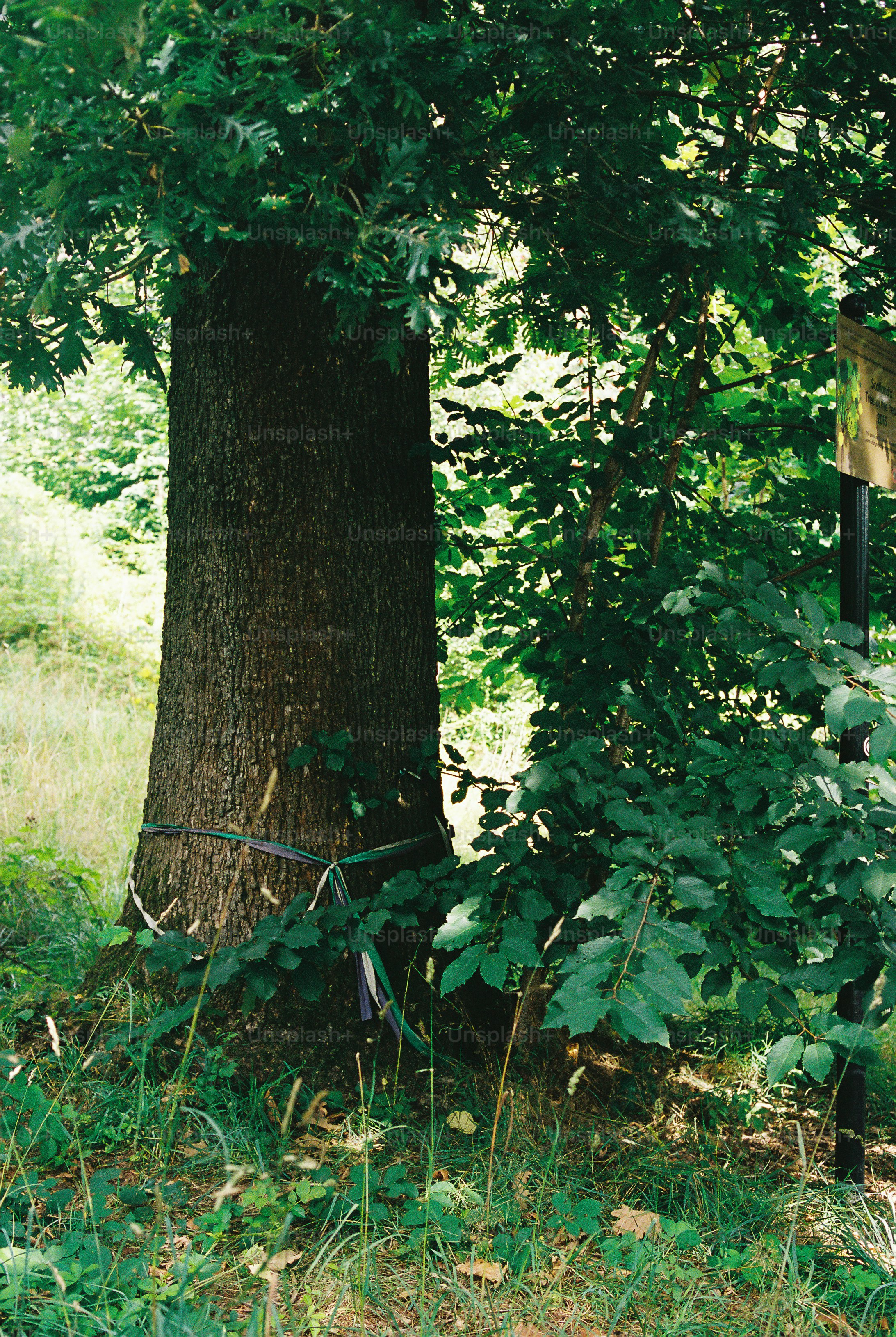 A thick tree trunk with colorful ribbons tied around it in a forest