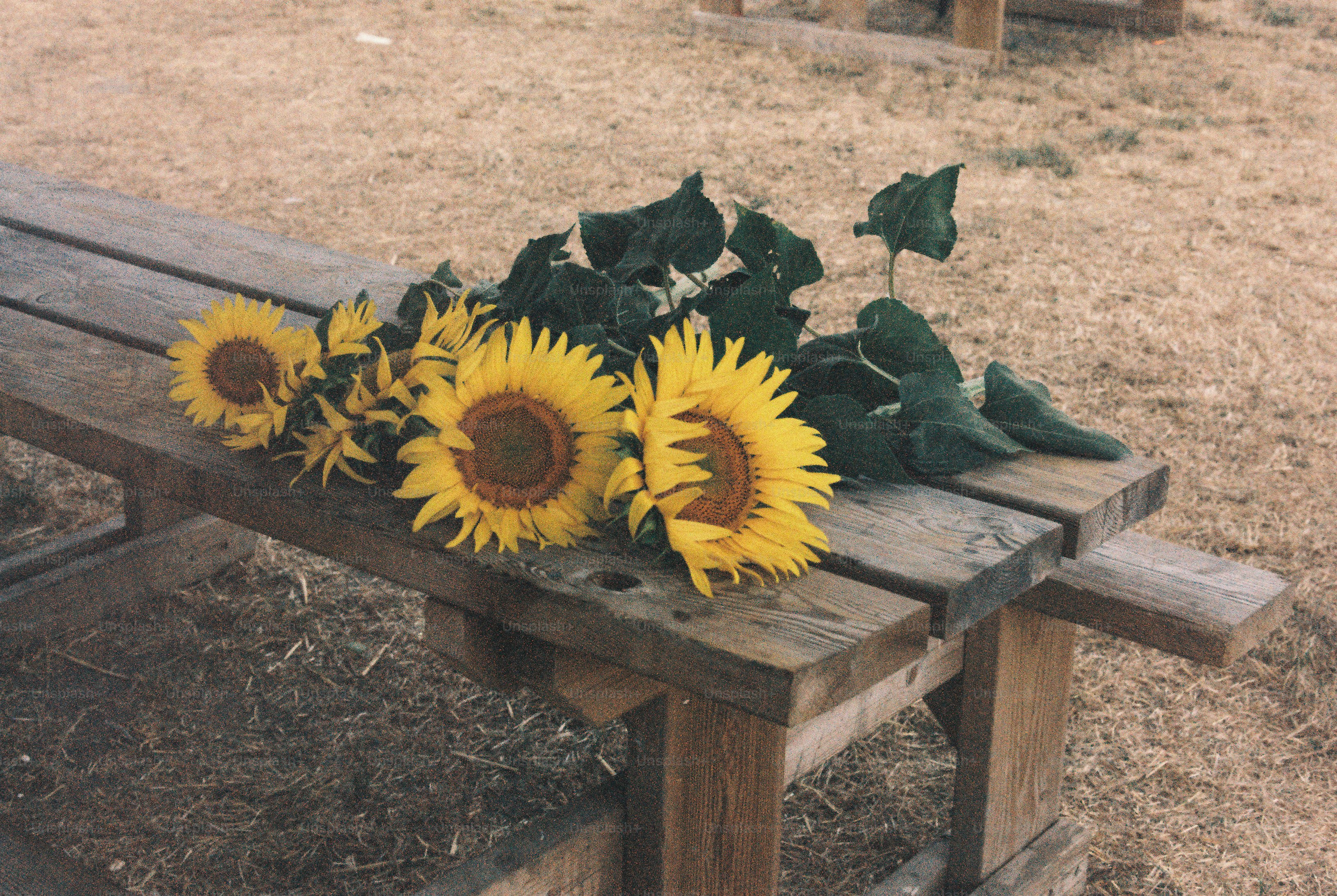 Three yellow sunflowers with green leaves on a rustic wooden picnic table