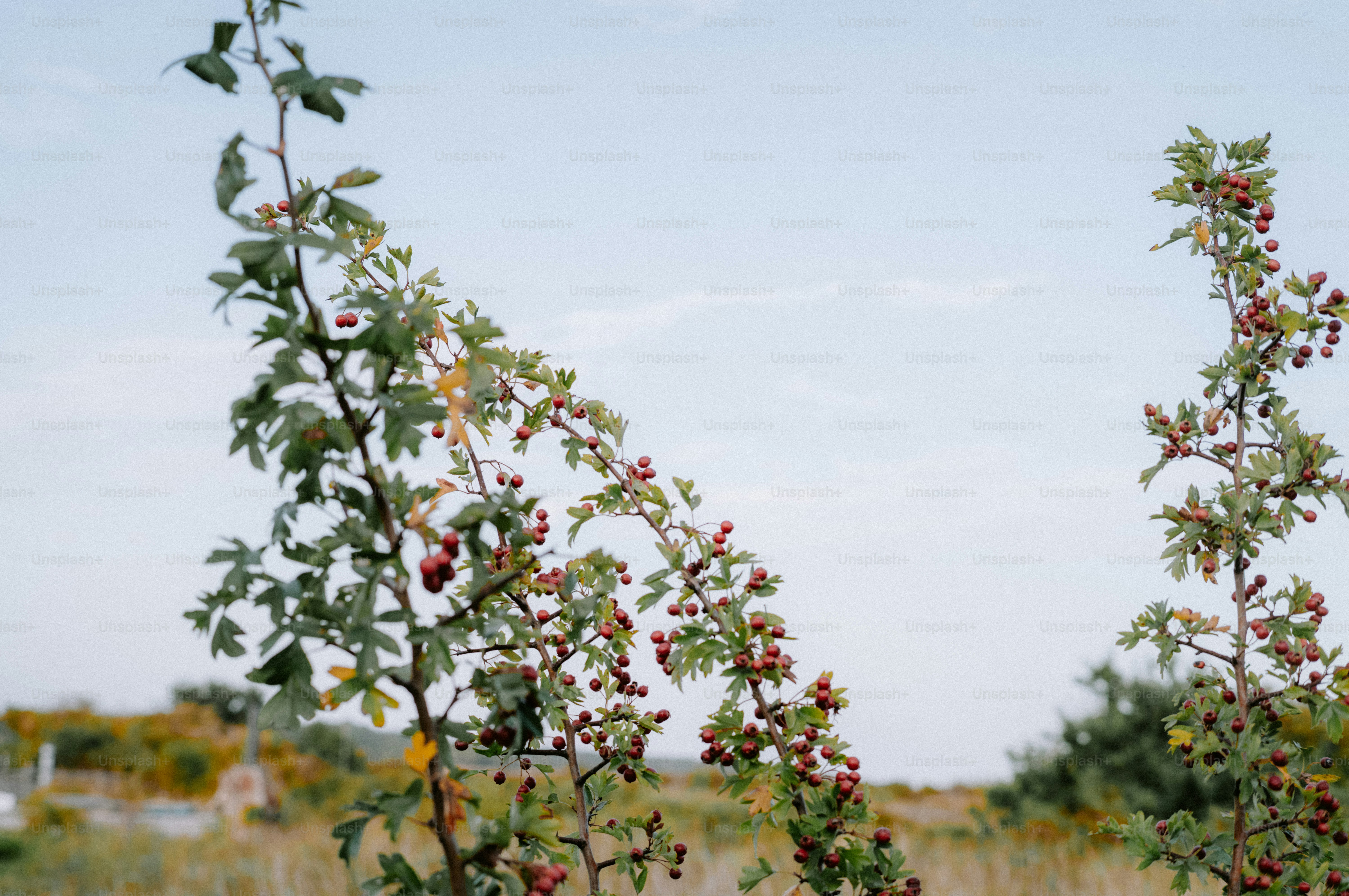 Hawthorn branches with small red berries against a pale blue sky