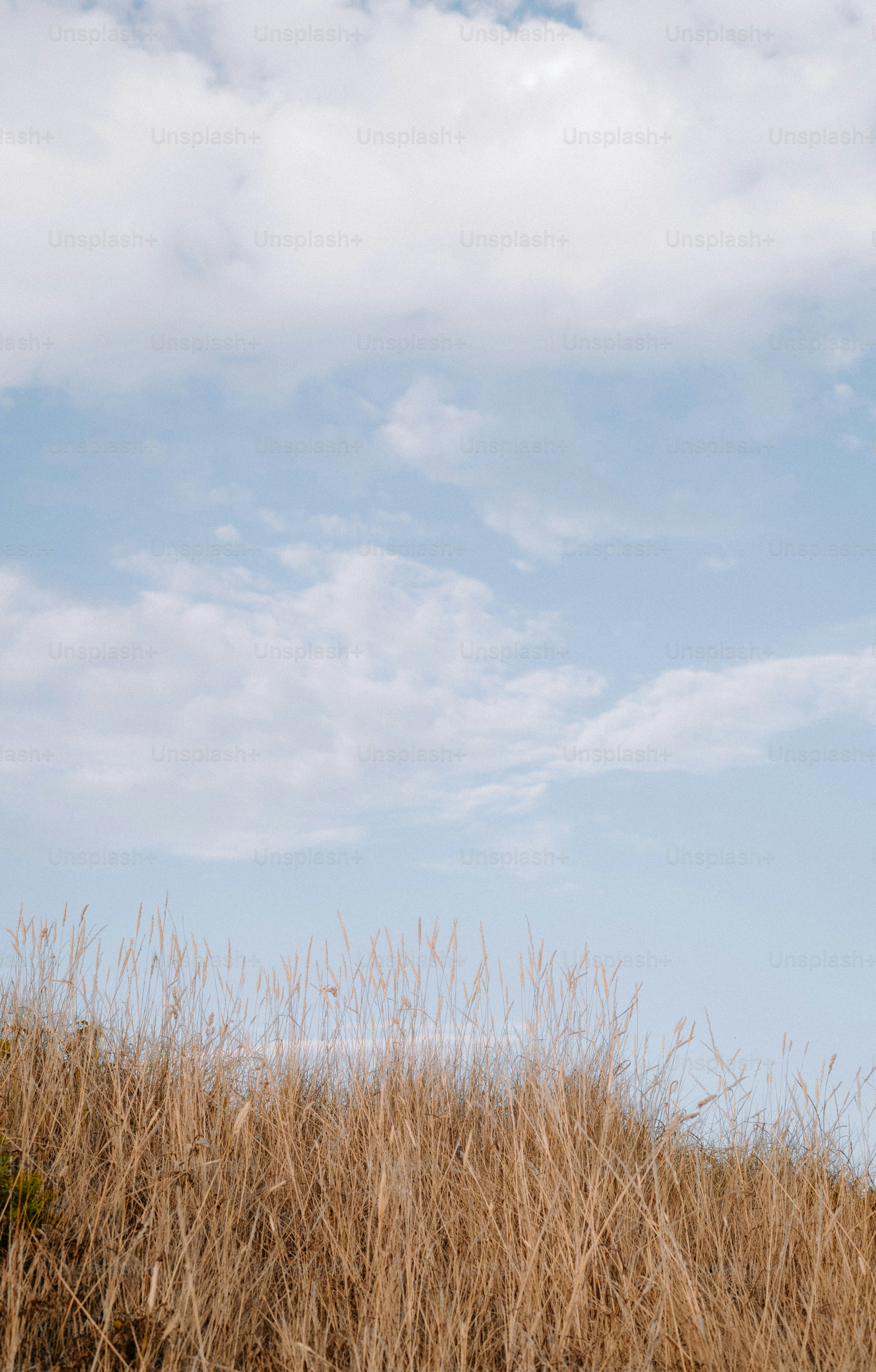 Dry golden grass stalks against a pale blue sky with soft white clouds