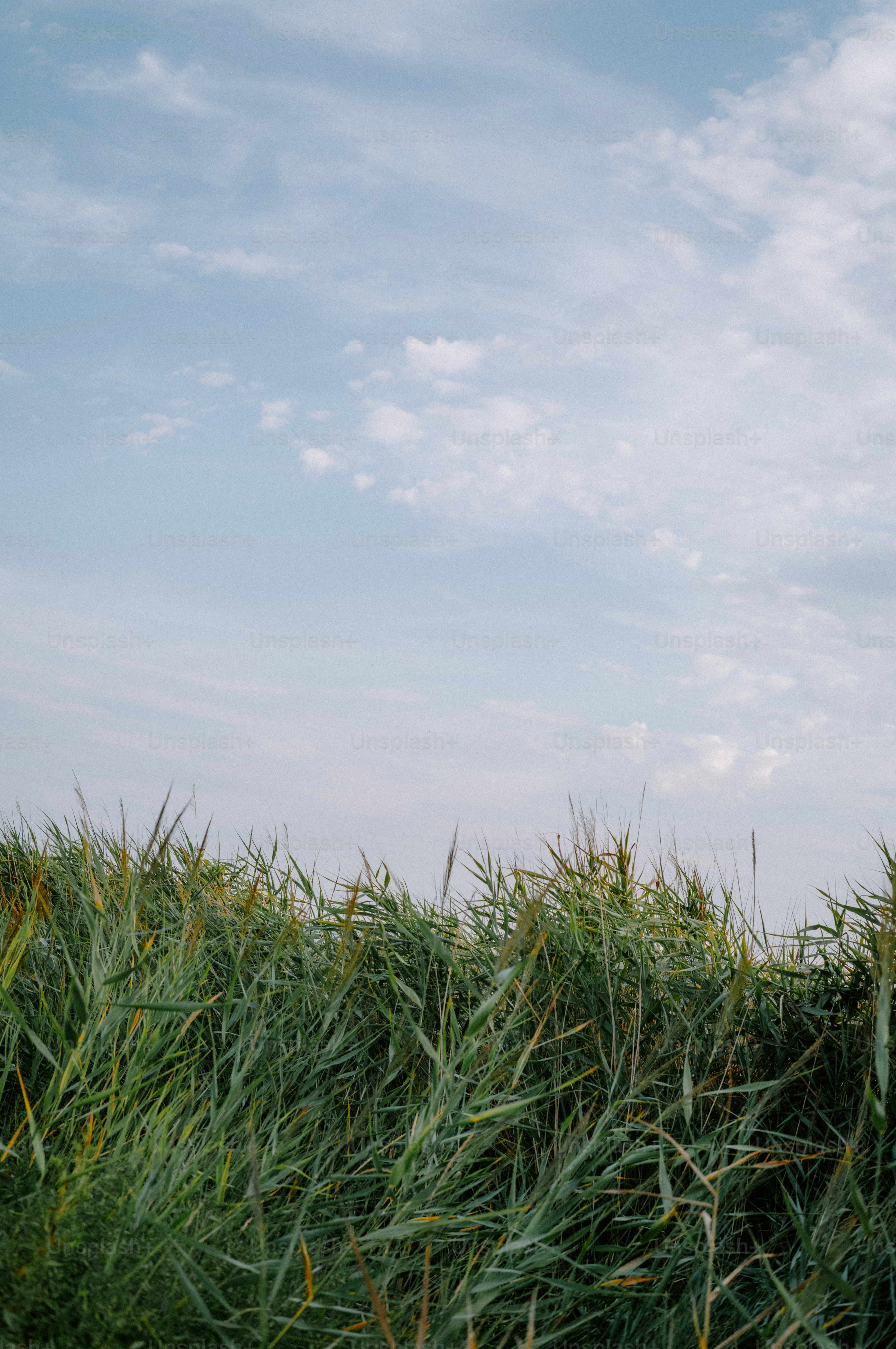 Green reeds growing in a field under a pale blue sky with clouds